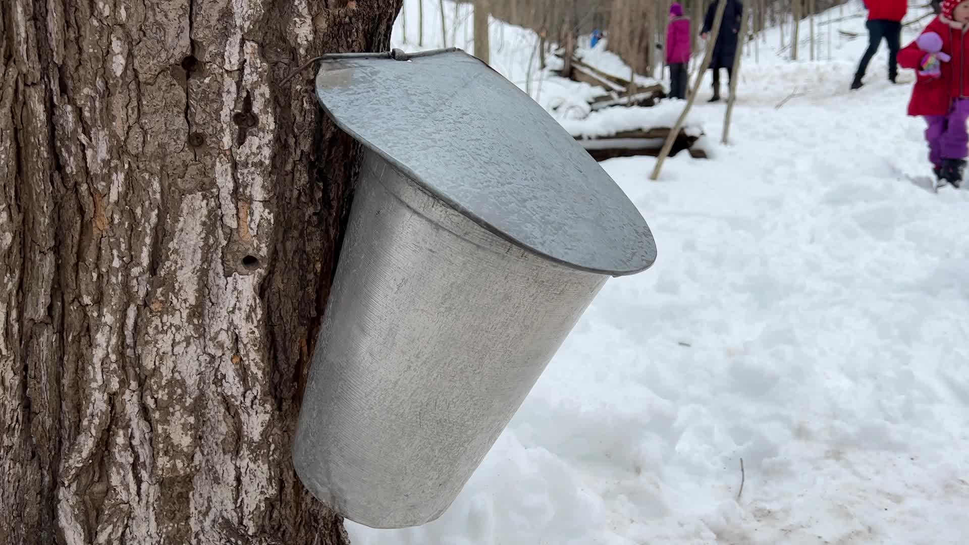 Maple syrup production in Canada