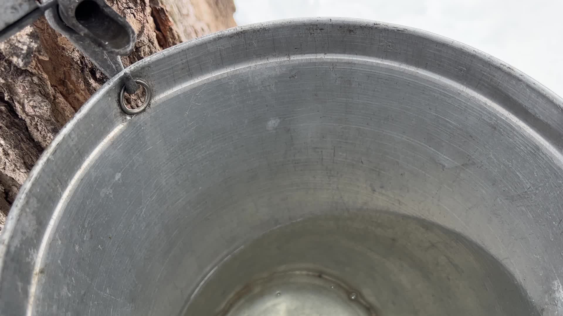 Maple syrup production in Canada