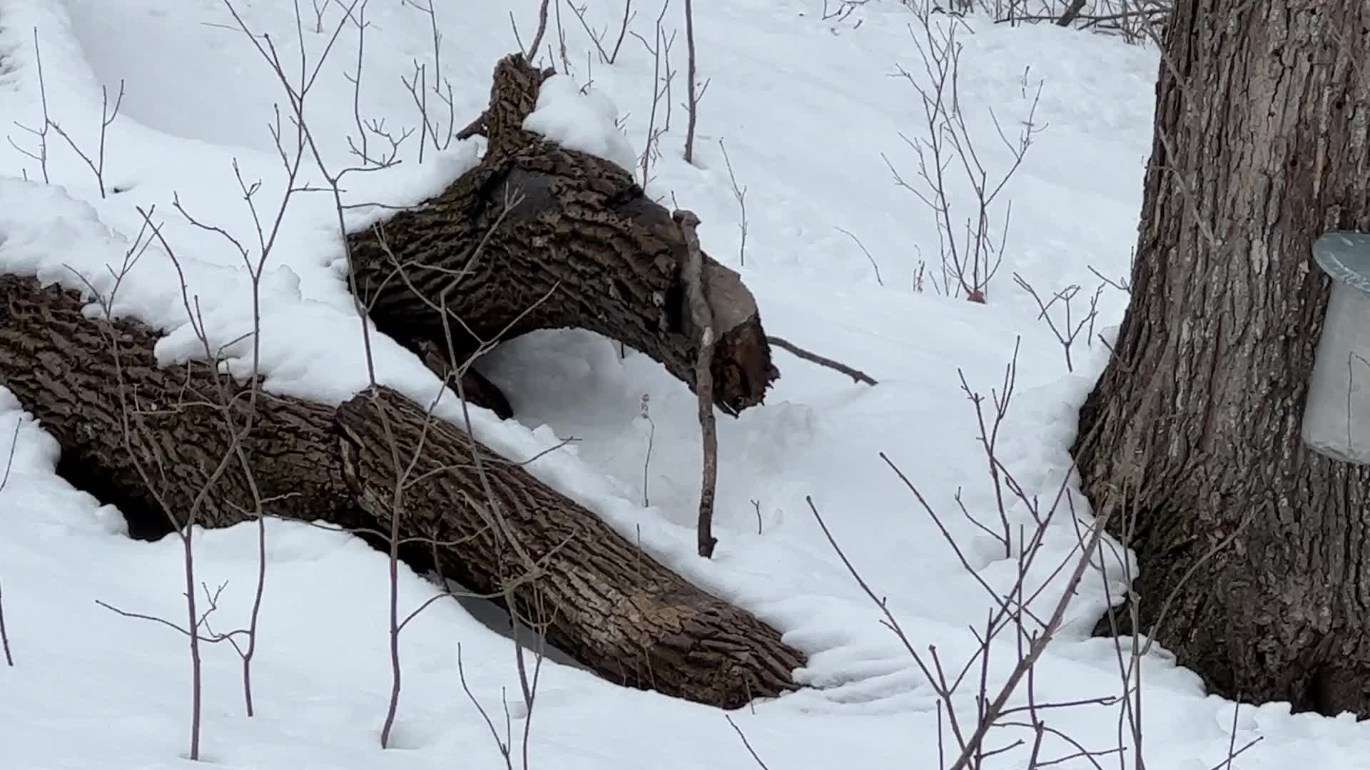 Maple syrup production in Canada