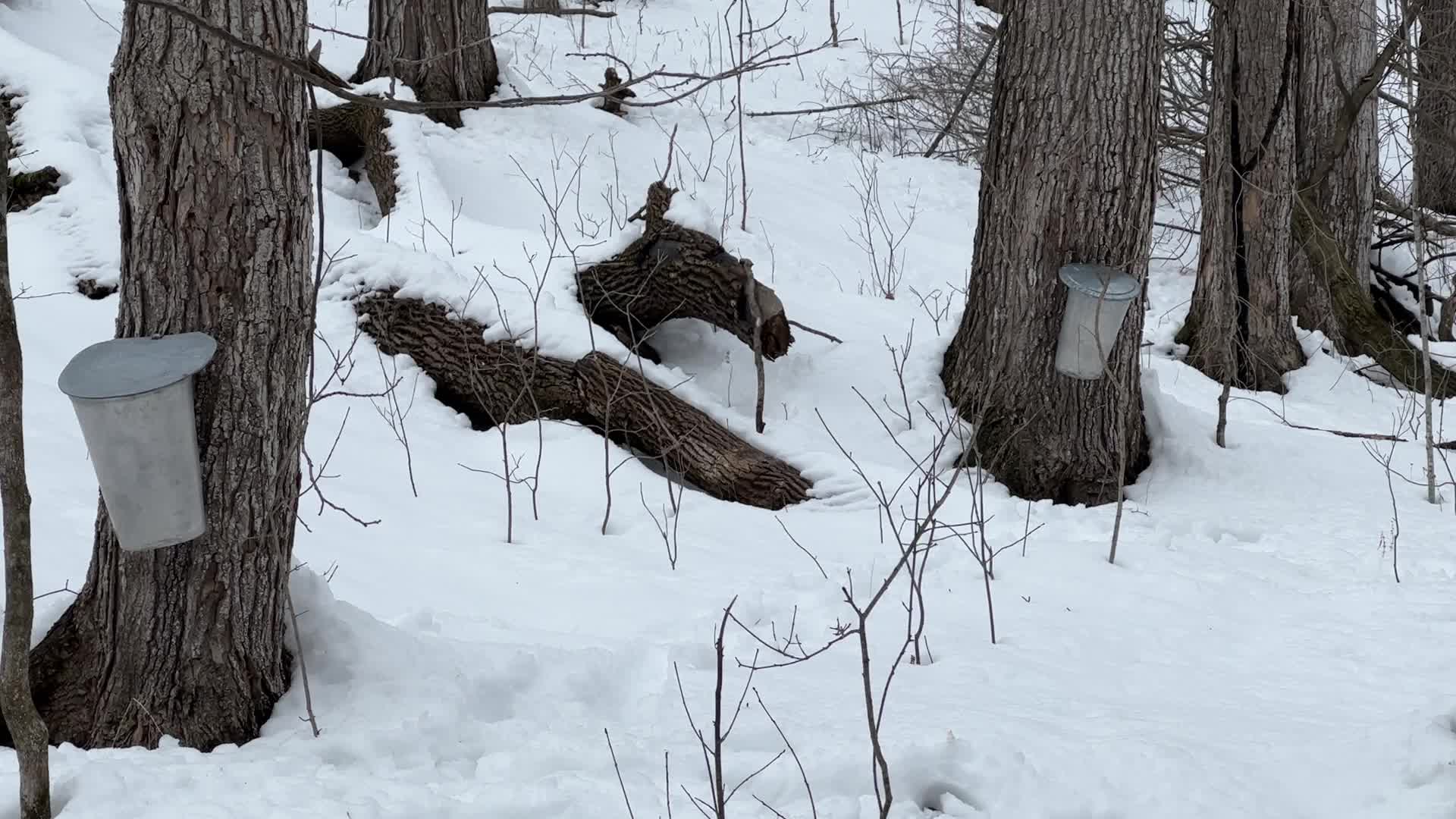 Maple syrup production in Canada
