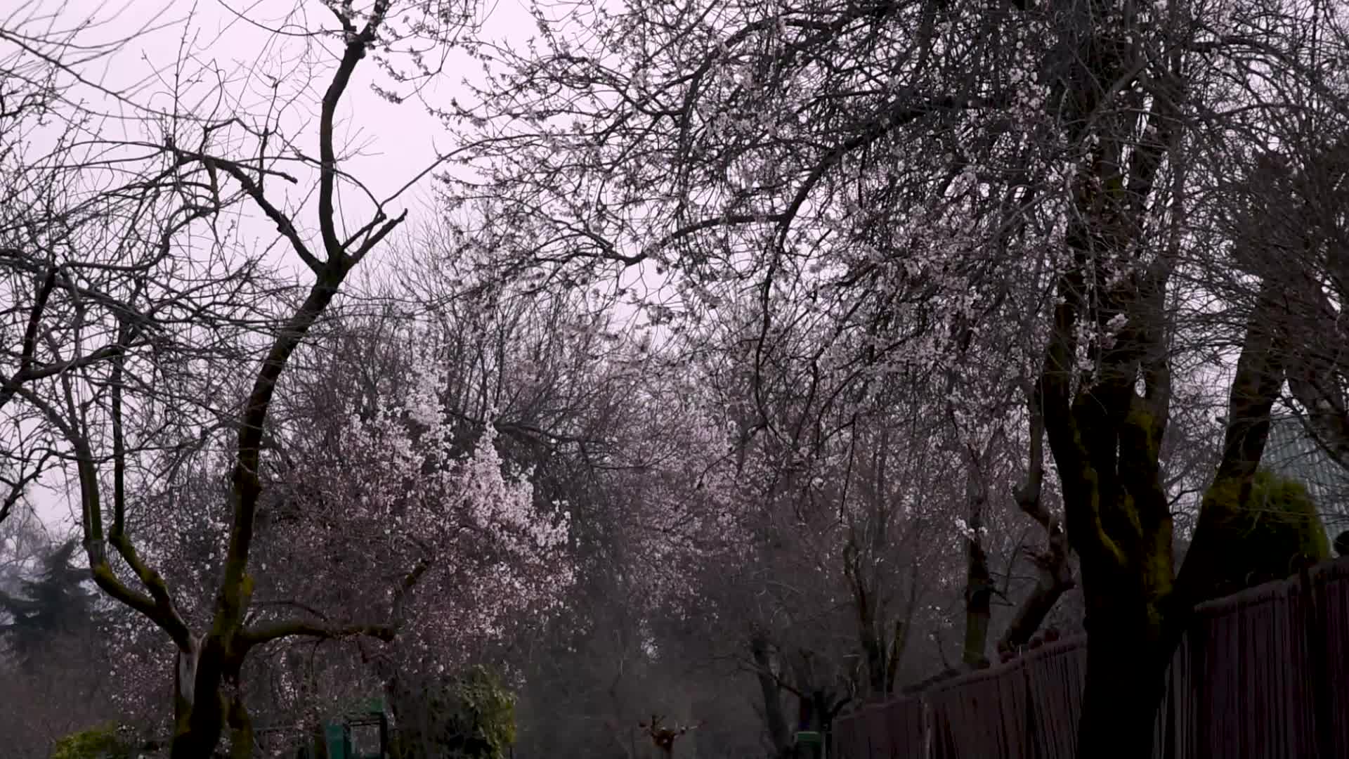 Warmer winters in the Kashmir Valley are leading to early flowering