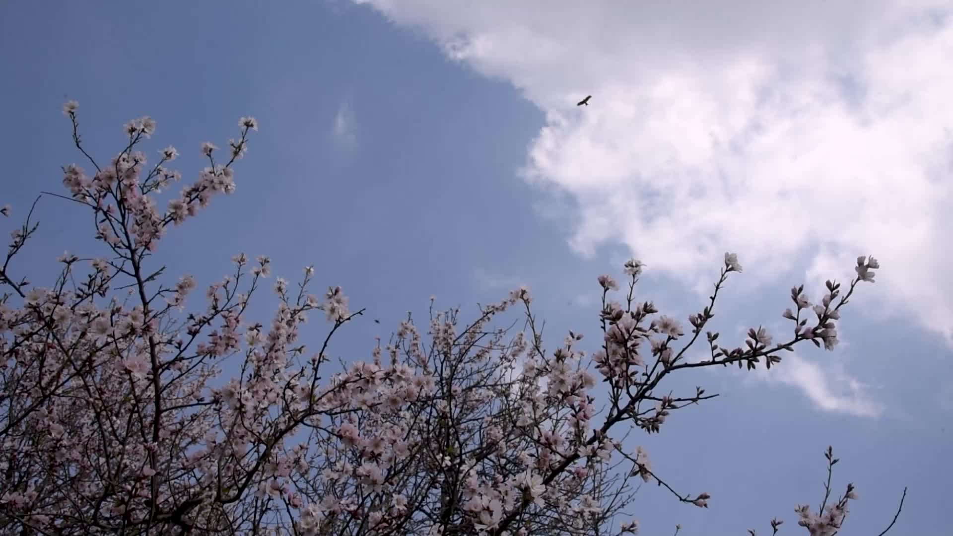 Warmer winters in the Kashmir Valley are leading to early flowering