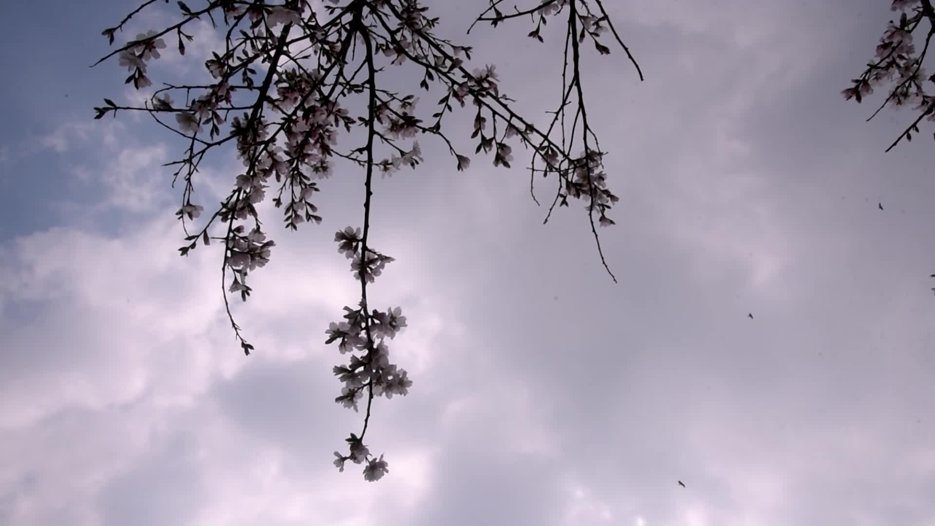 Warmer winters in the Kashmir Valley are leading to early flowering
