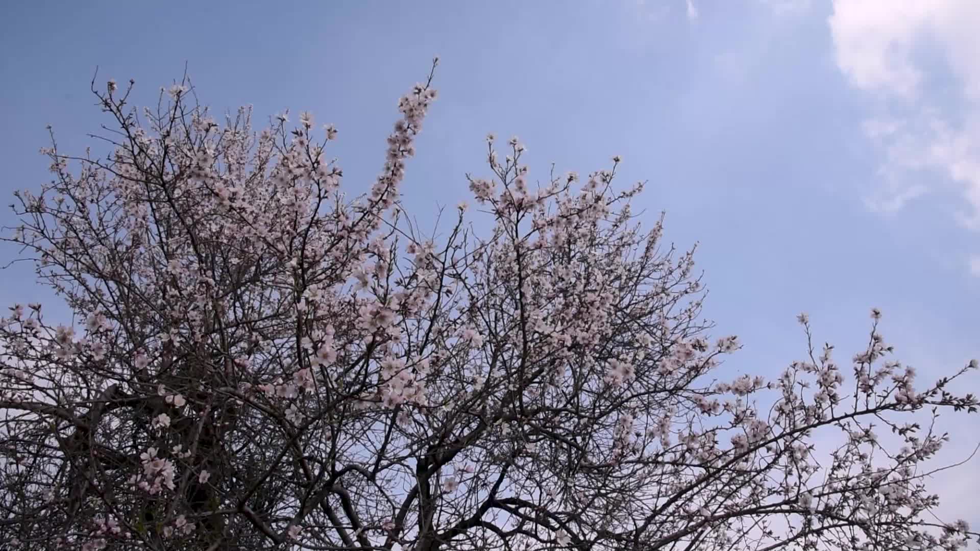 Warmer winters in the Kashmir Valley are leading to early flowering