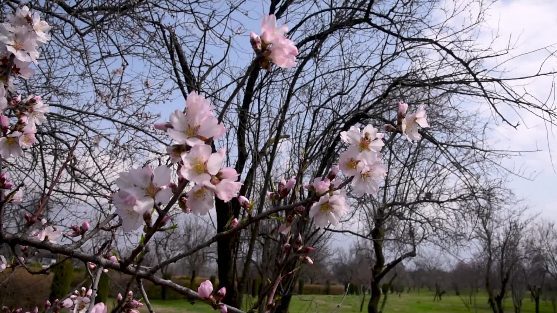 Warmer winters in the Kashmir Valley are leading to early flowering