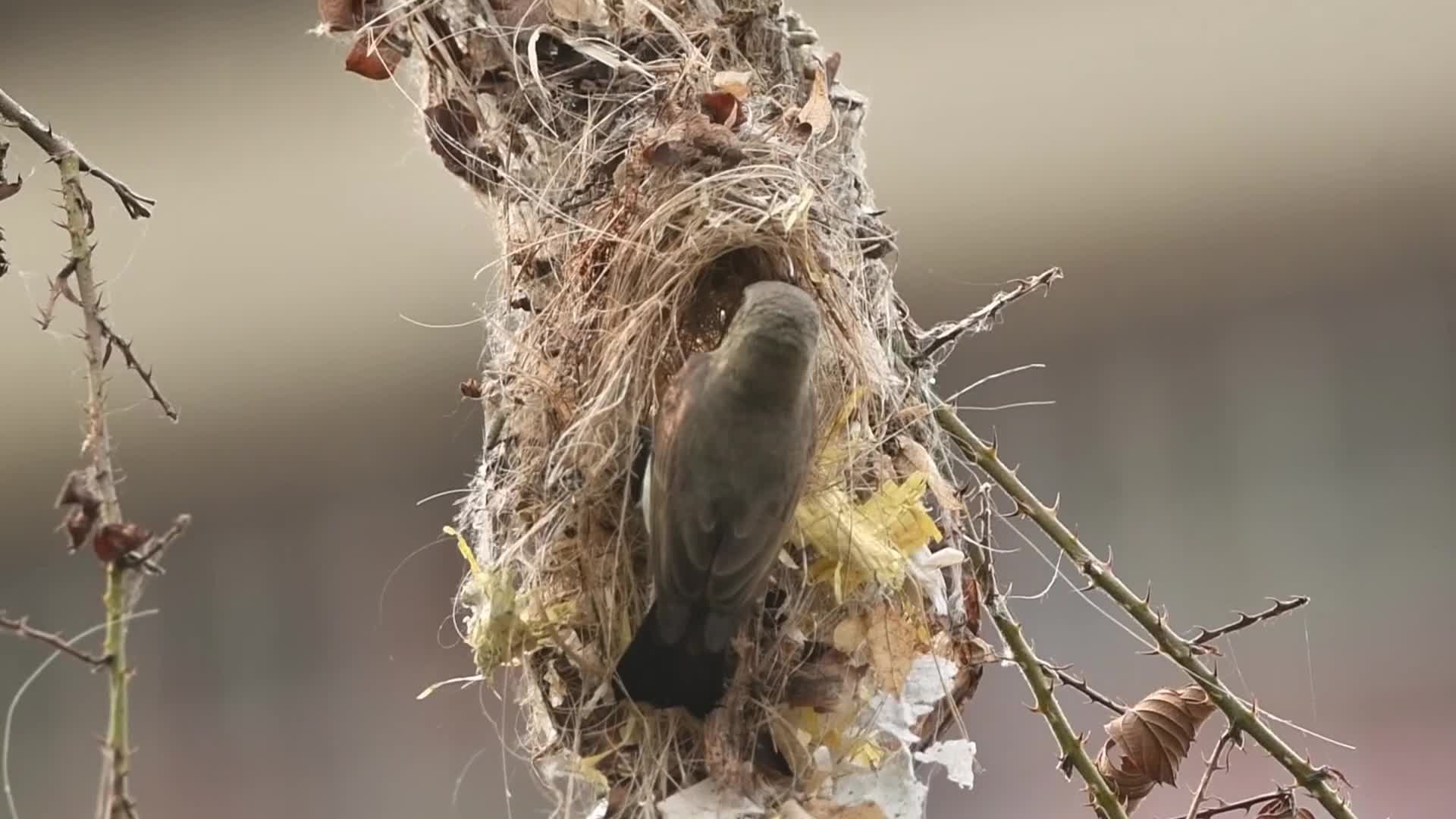 India sunbird