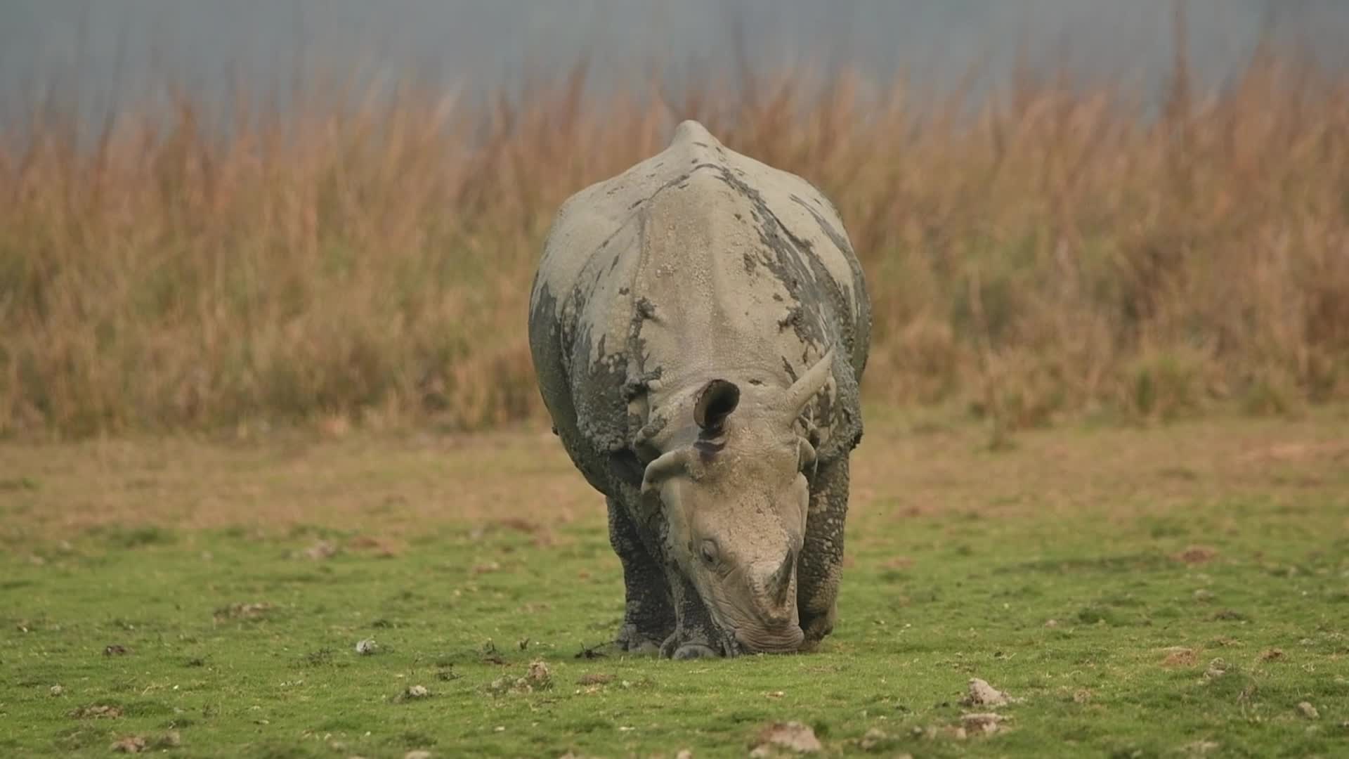 One-horned rhinoceros at Pobitora wildlife sanctuary in India