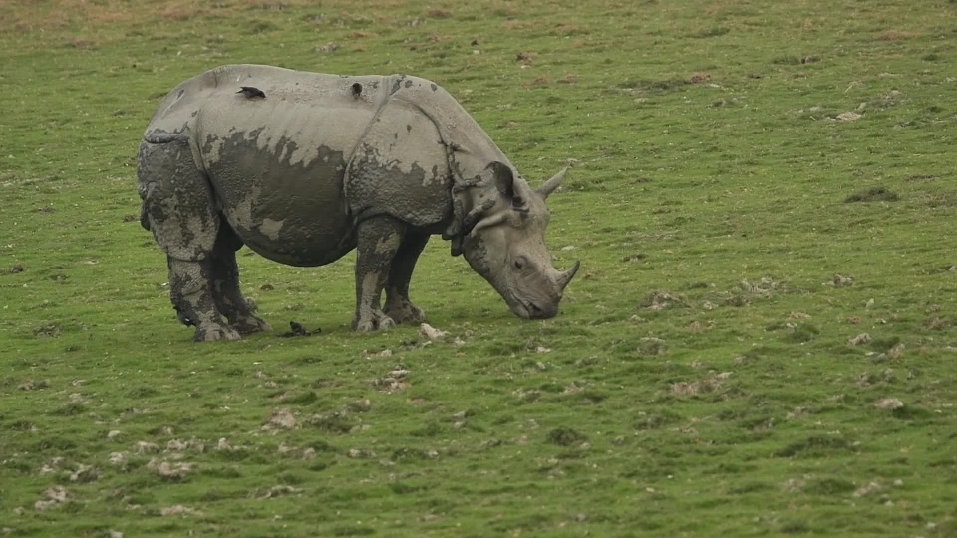 One-horned rhinoceros at Pobitora wildlife sanctuary in India
