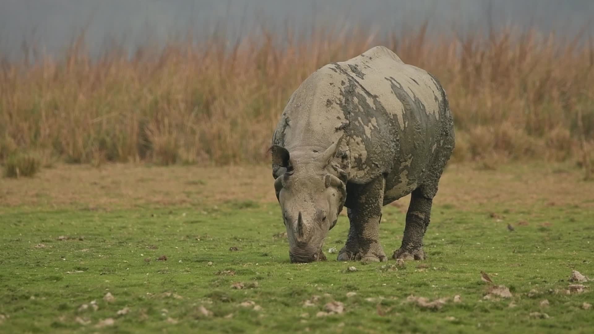 One-horned rhinoceros at Pobitora wildlife sanctuary in India