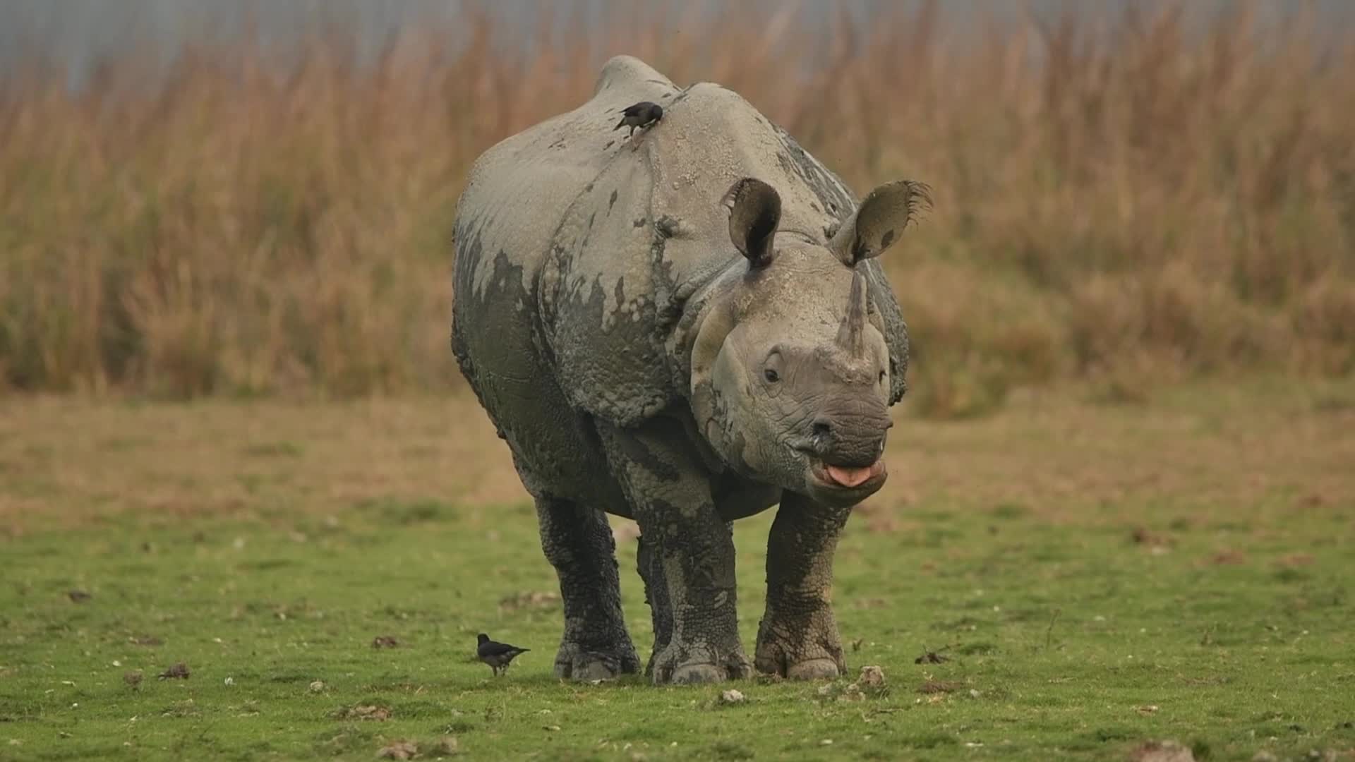 One-horned rhinoceros at Pobitora wildlife sanctuary in India