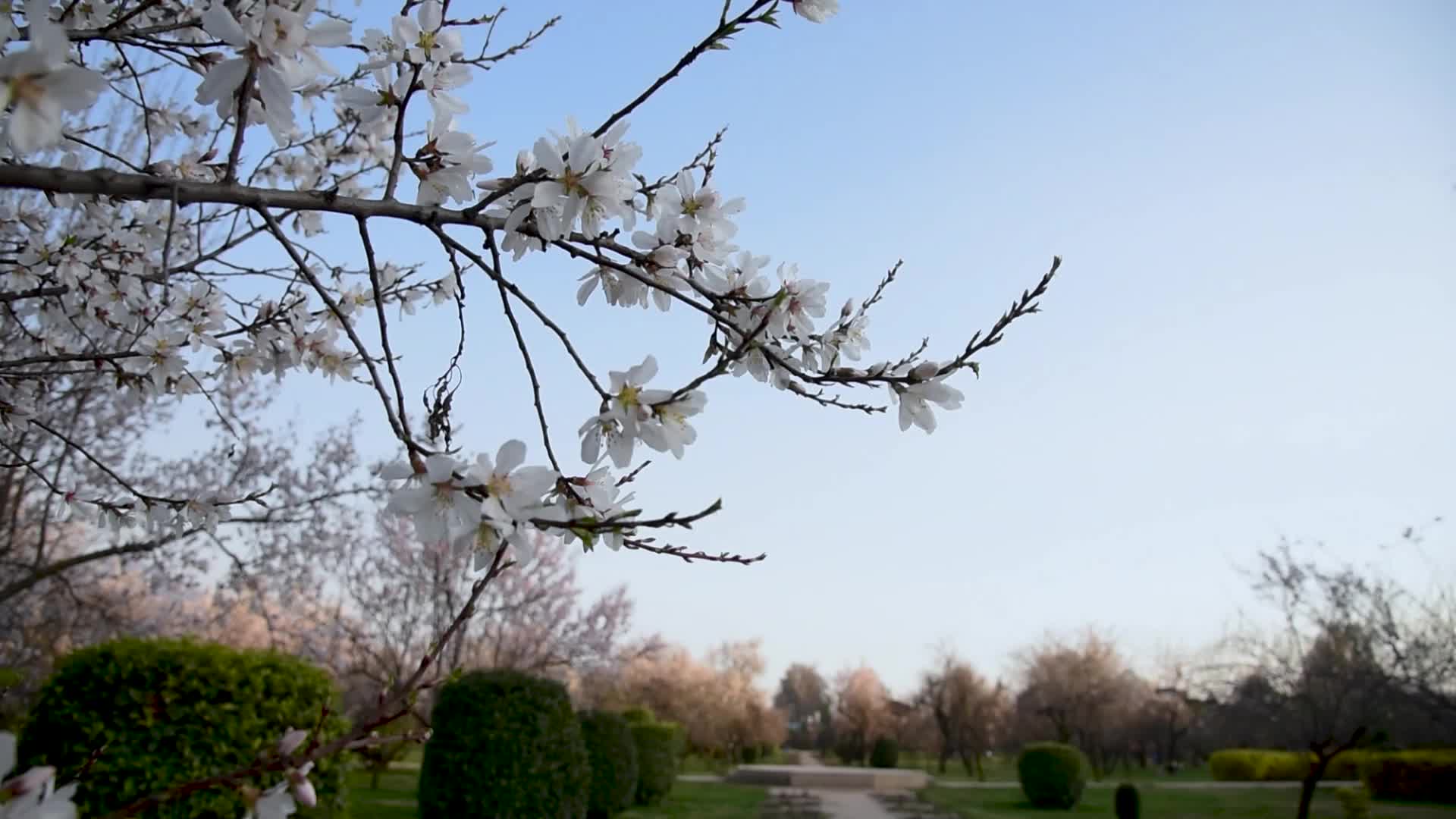Spring Arrived in Kashmir.