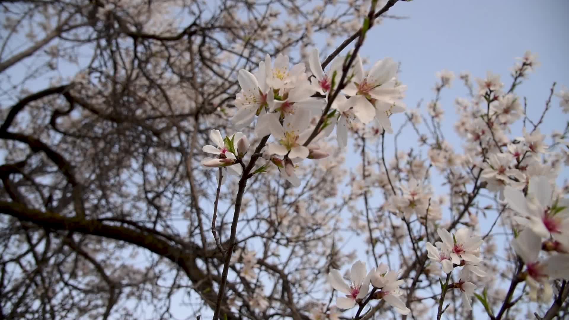 Spring Arrived in Kashmir.