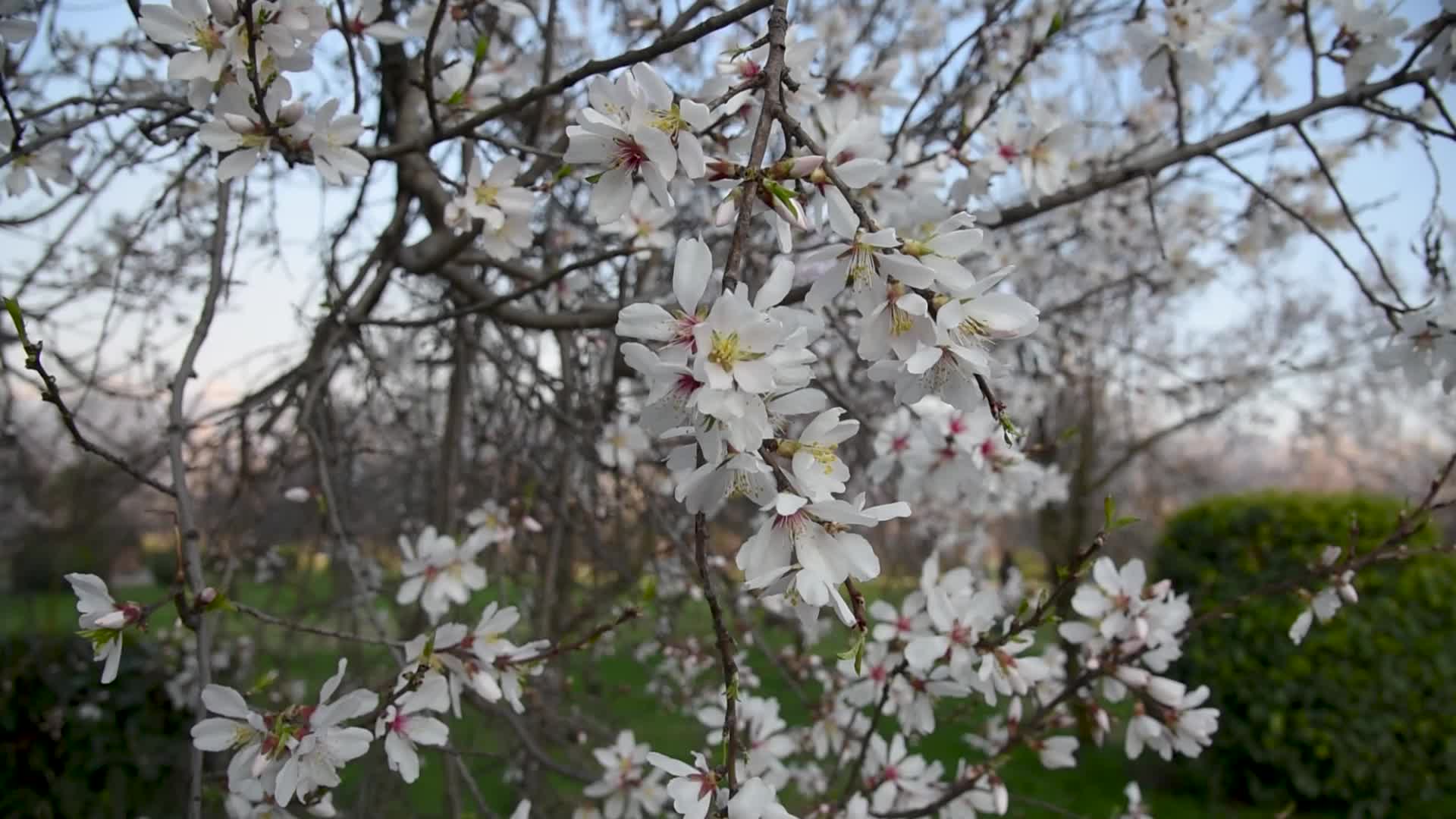 Spring Arrived in Kashmir.