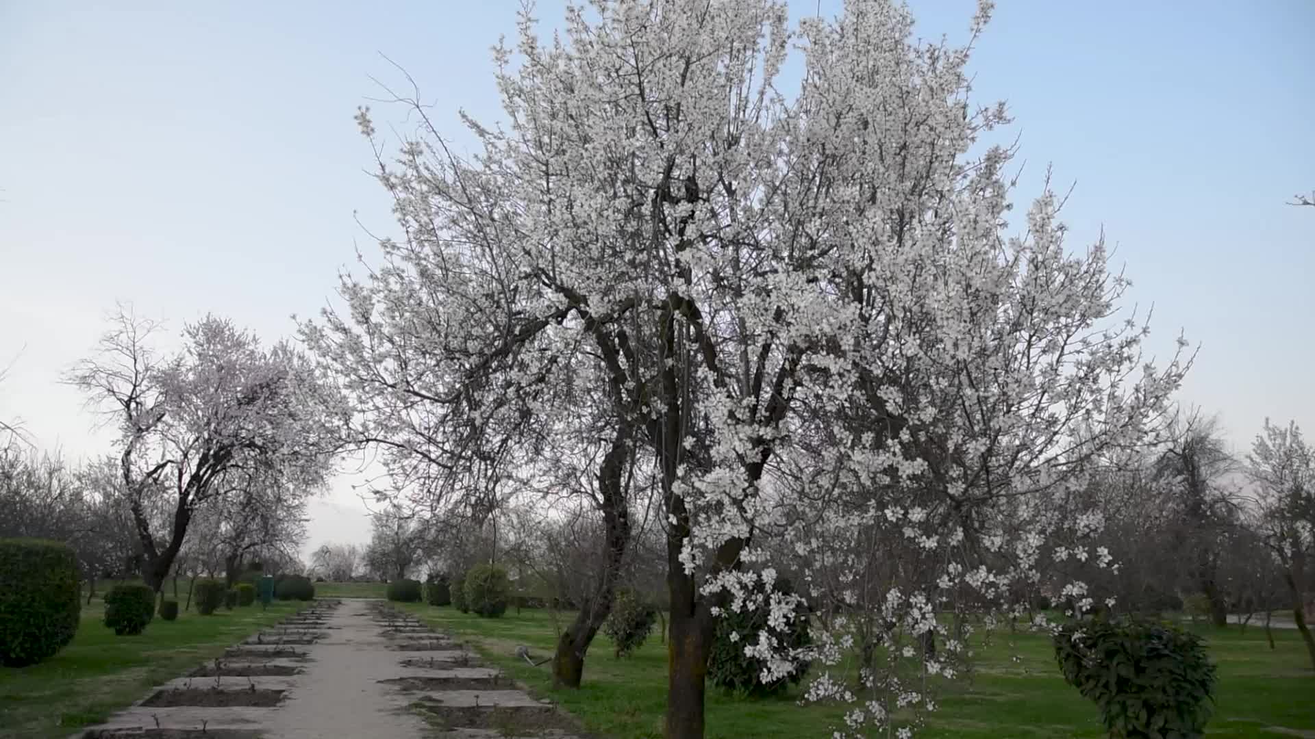Spring Arrived in Kashmir.