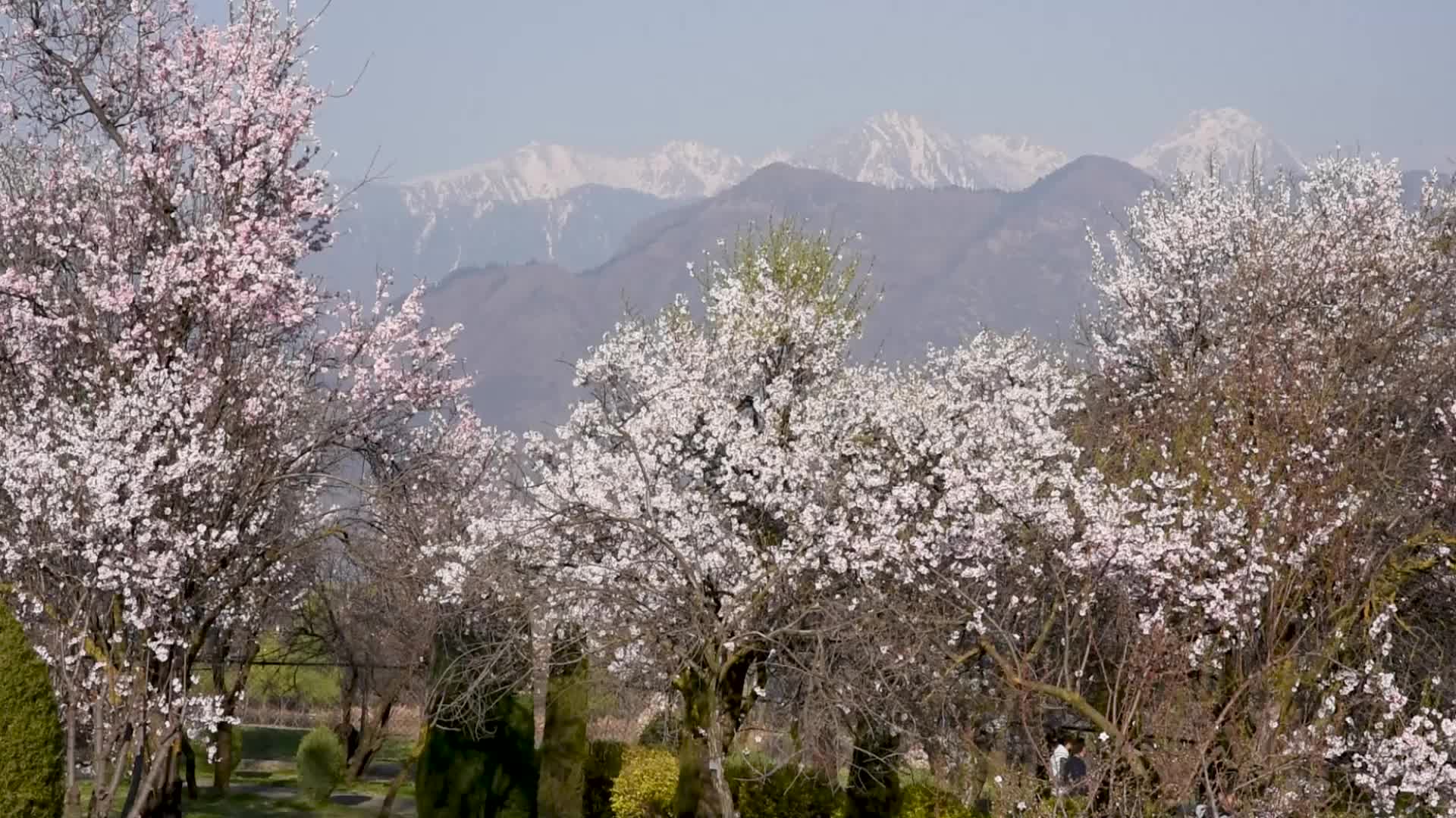 Spring Arrived in Kashmir.
