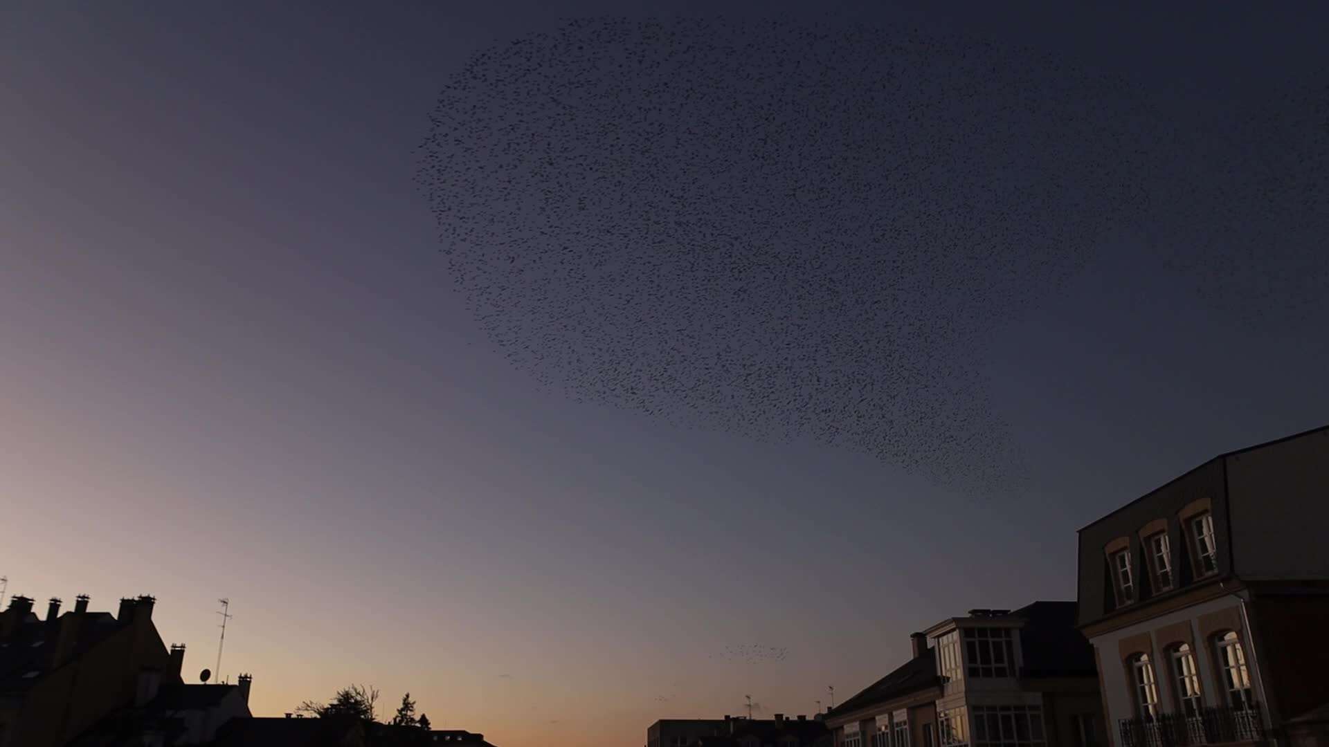 Starling murmuration