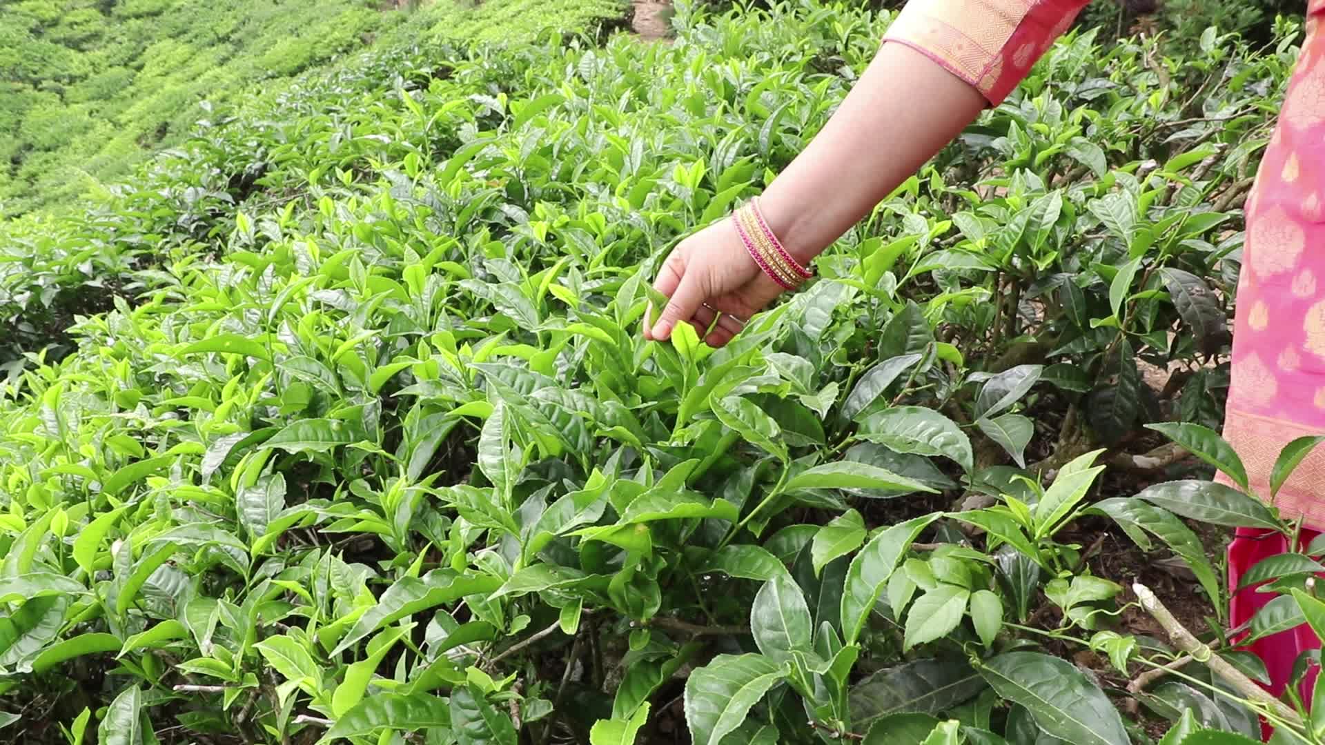 Tea Plantation in Kerala