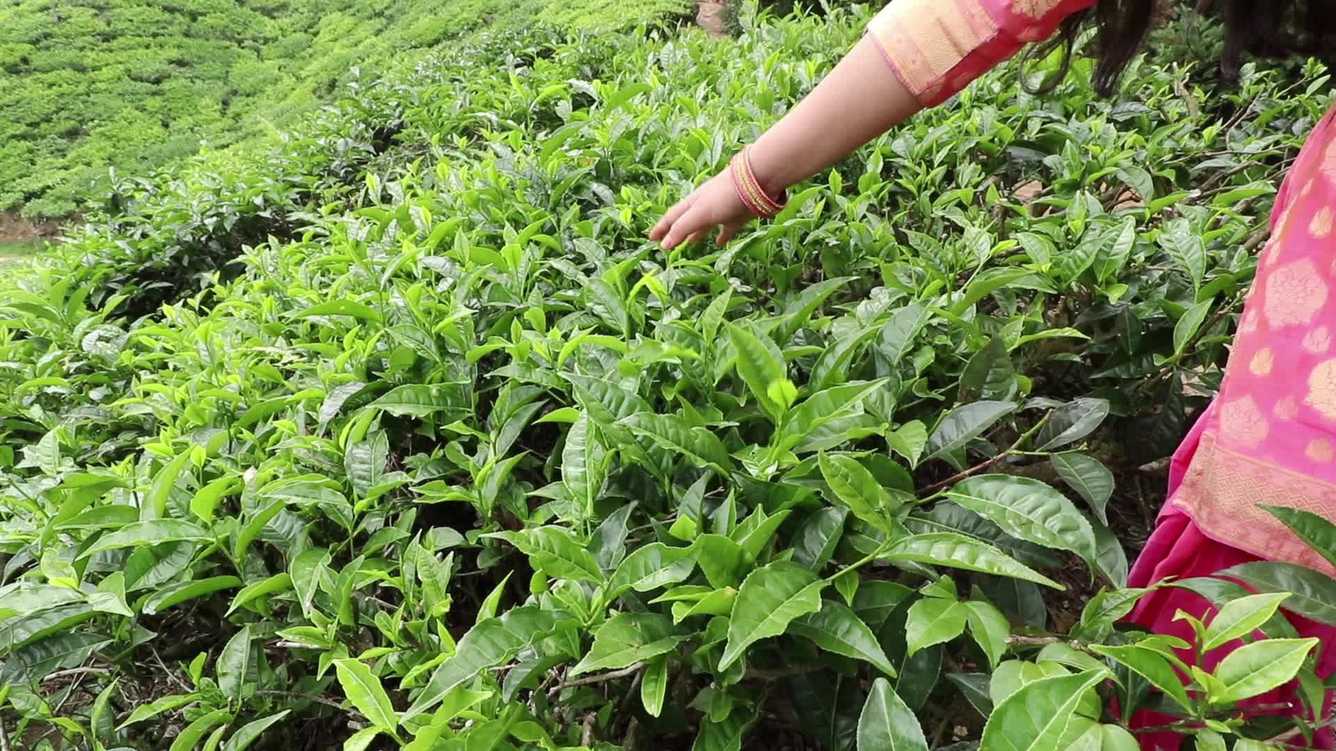 Tea Plantation in Kerala