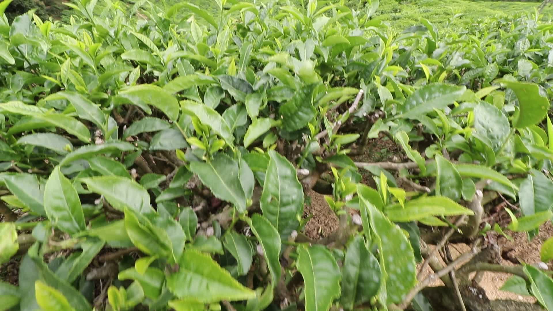 Tea plantation at Munnar in Kerala, India