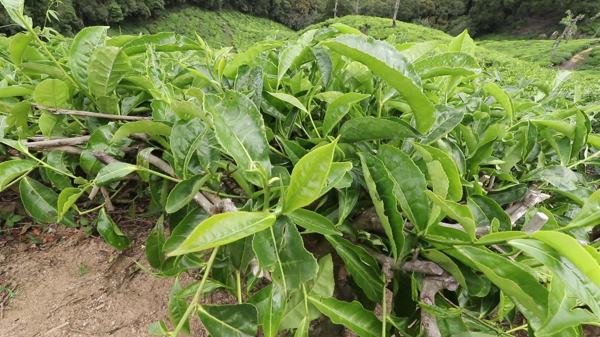 Tea plantation at Munnar in Kerala, India