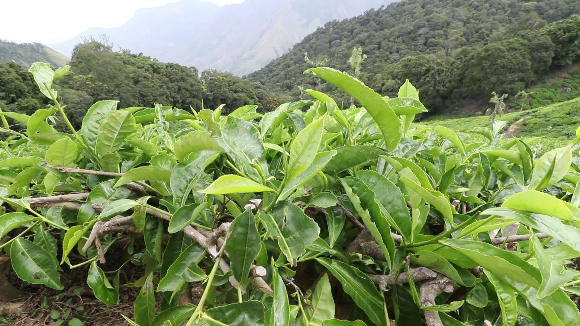 Tea plantation at Munnar in Kerala, India