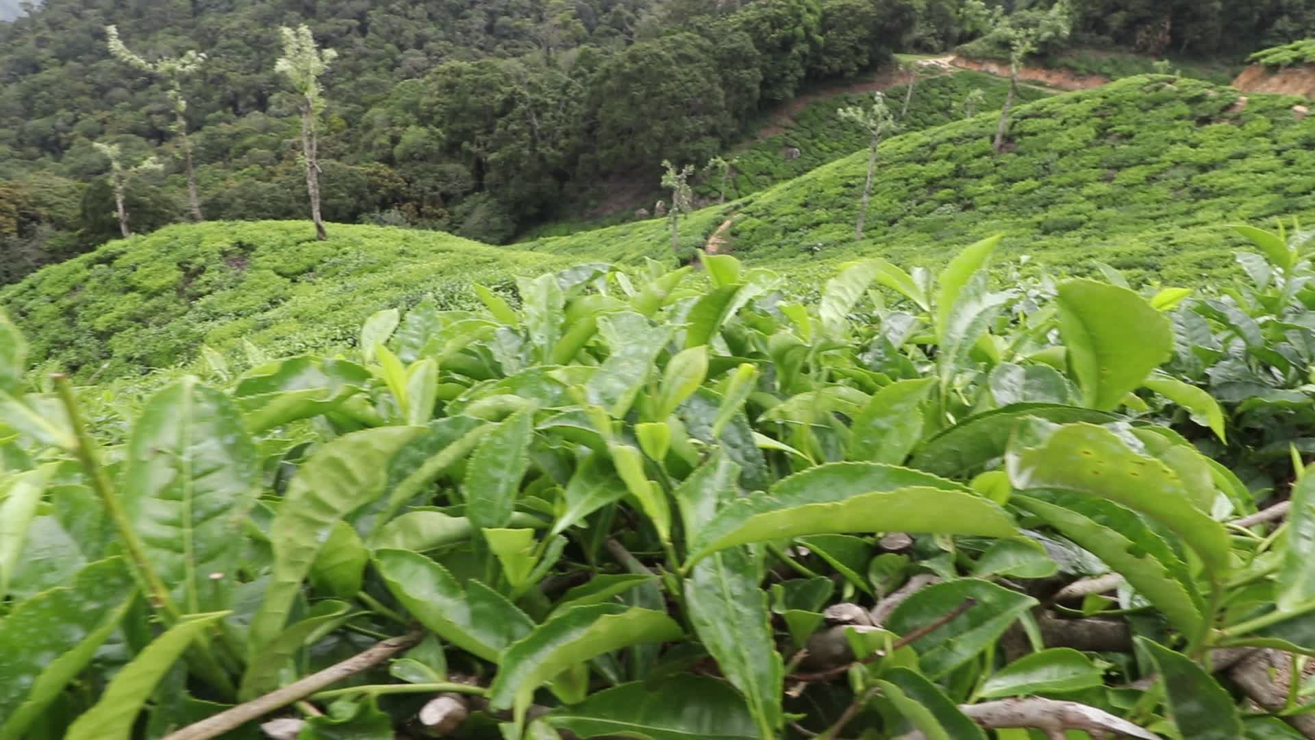 Tea plantation at Munnar in Kerala, India