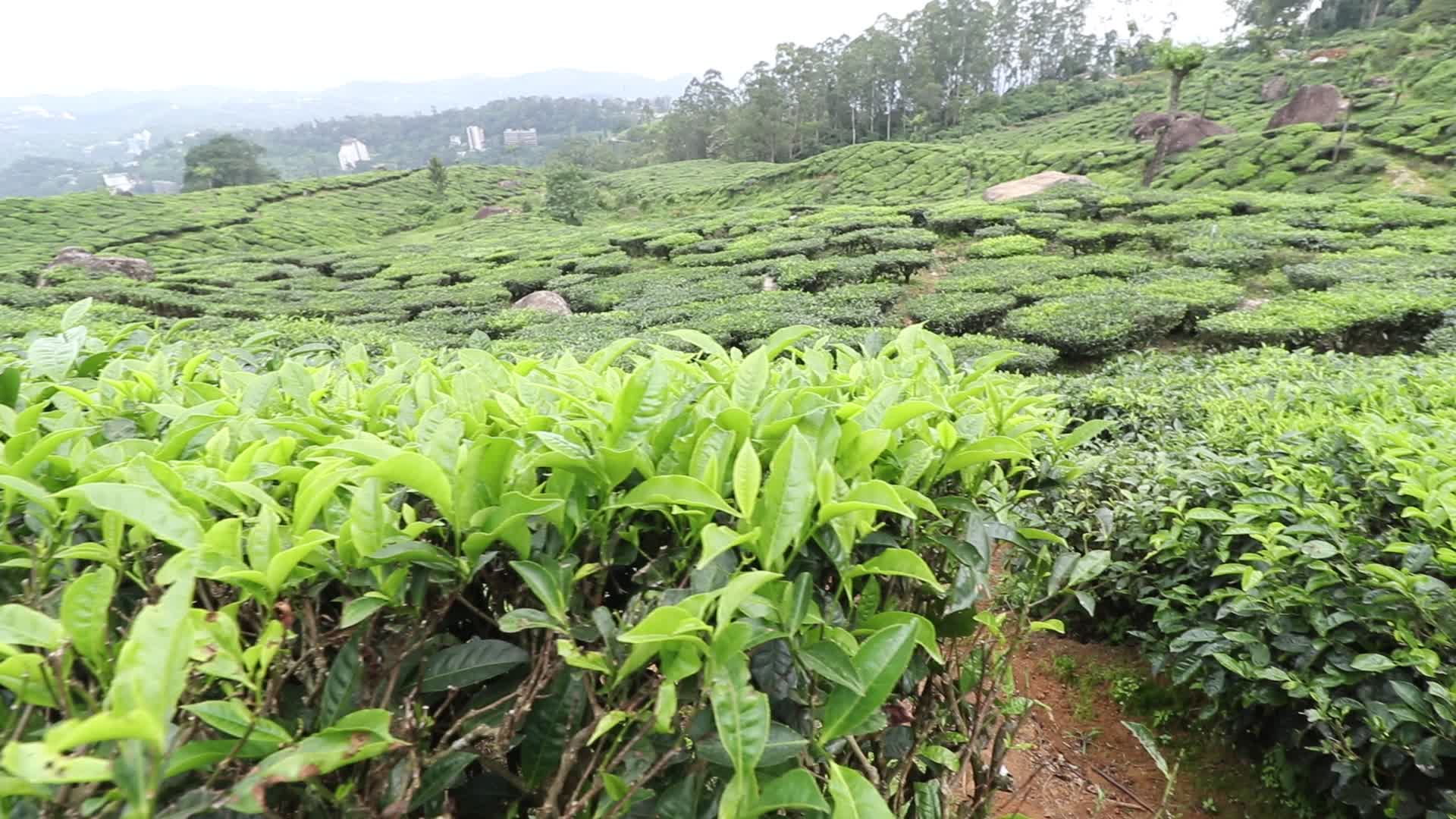 Tea plantation at Munnar in Kerala, India