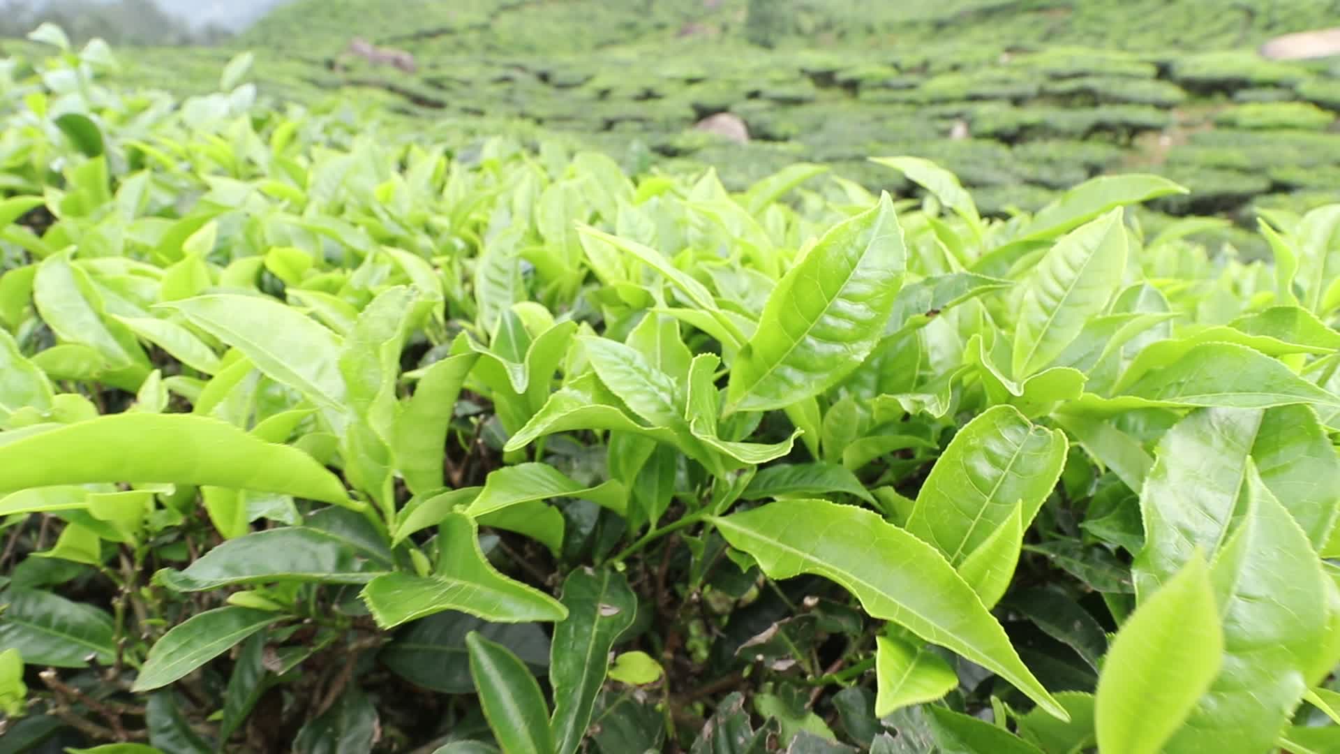 Tea plantation at Munnar in Kerala, India