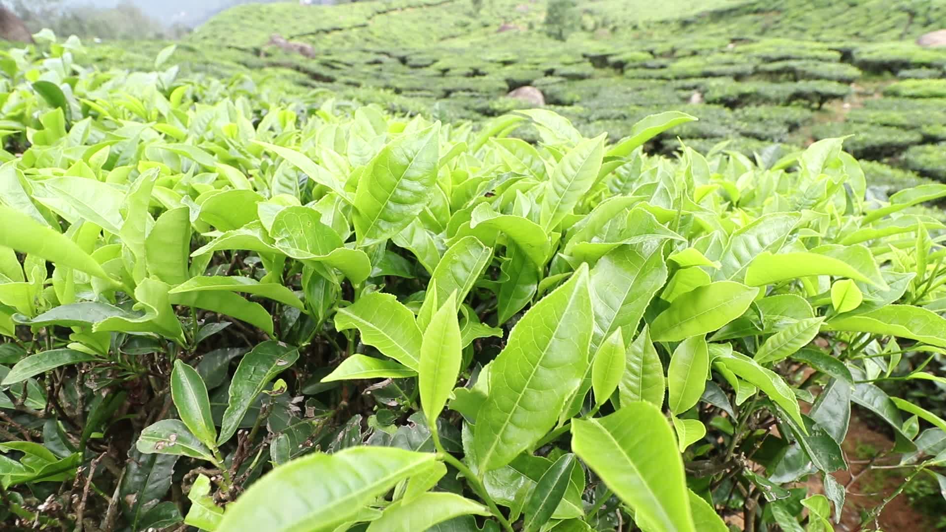 Tea plantation at Munnar in Kerala, India