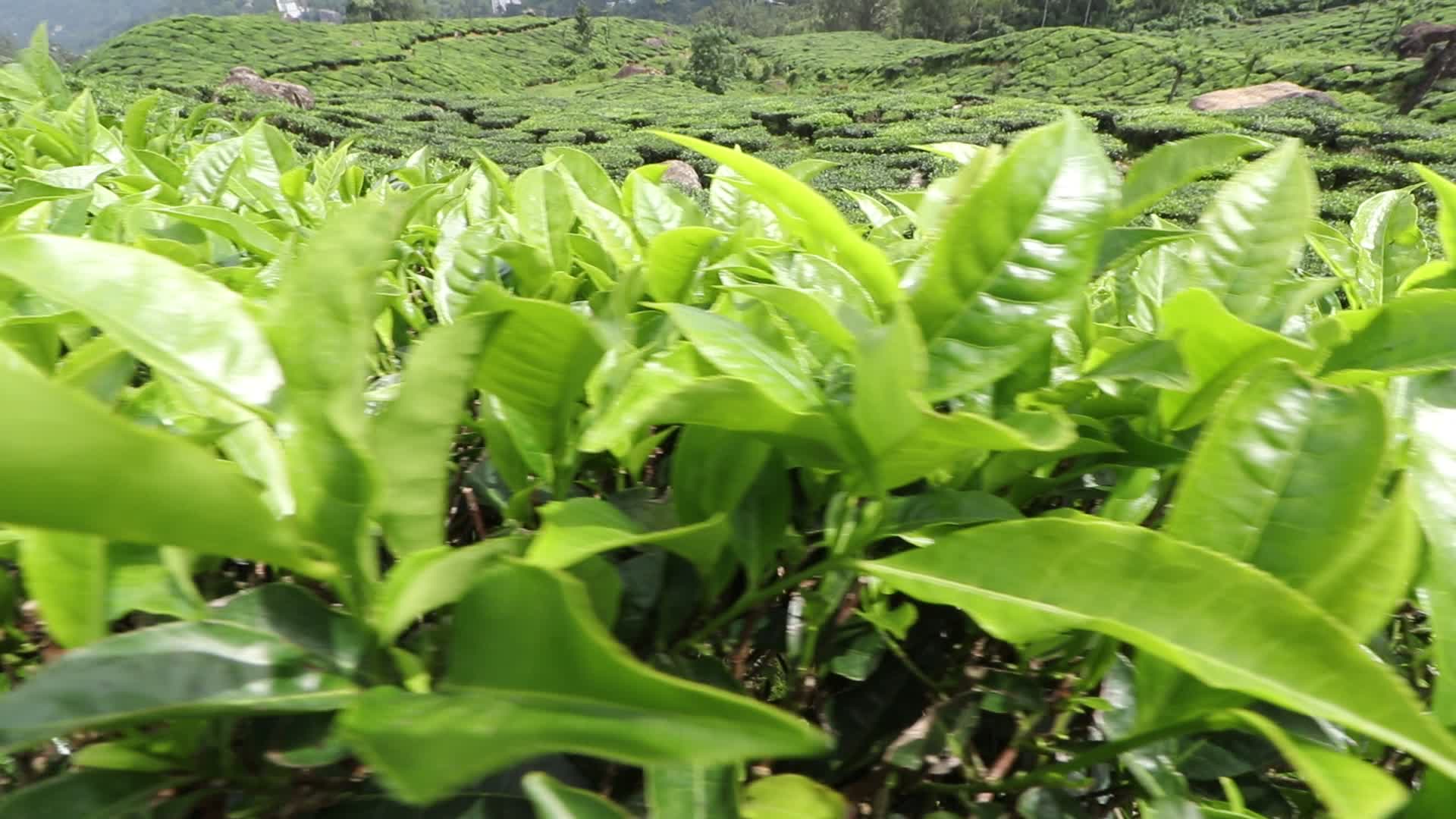 Tea plantation at Munnar in Kerala, India