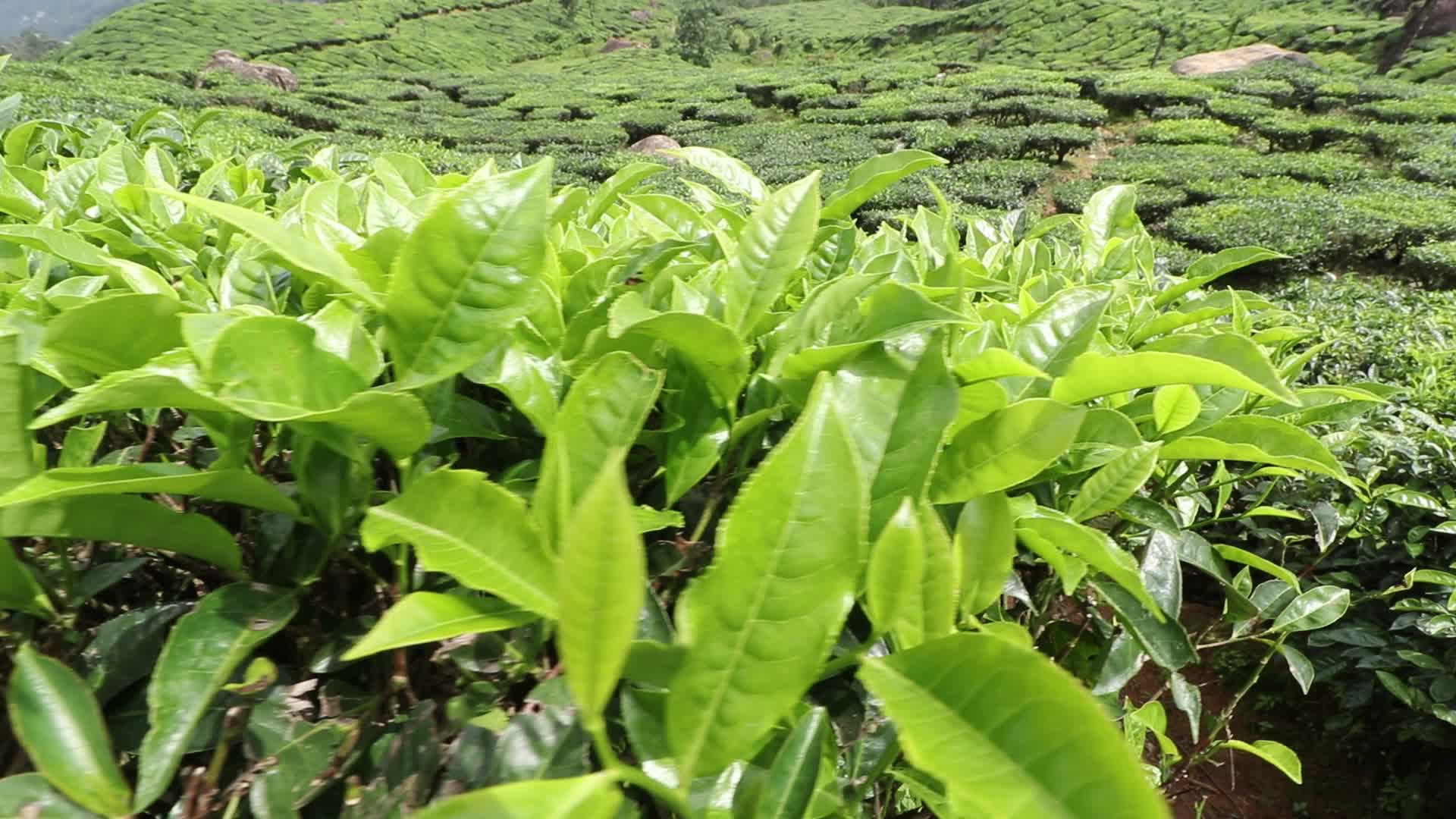 Tea plantation at Munnar in Kerala, India