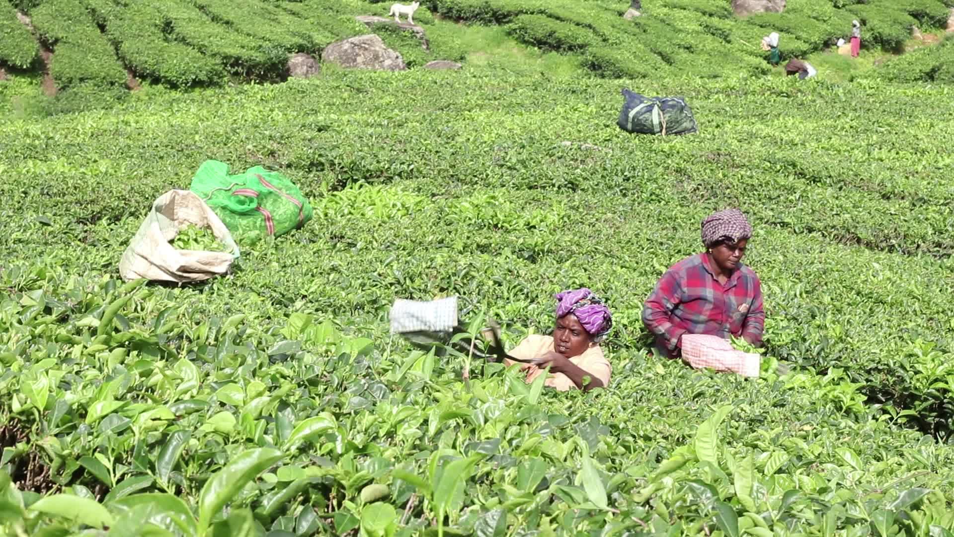 Women Tea Garden Workers