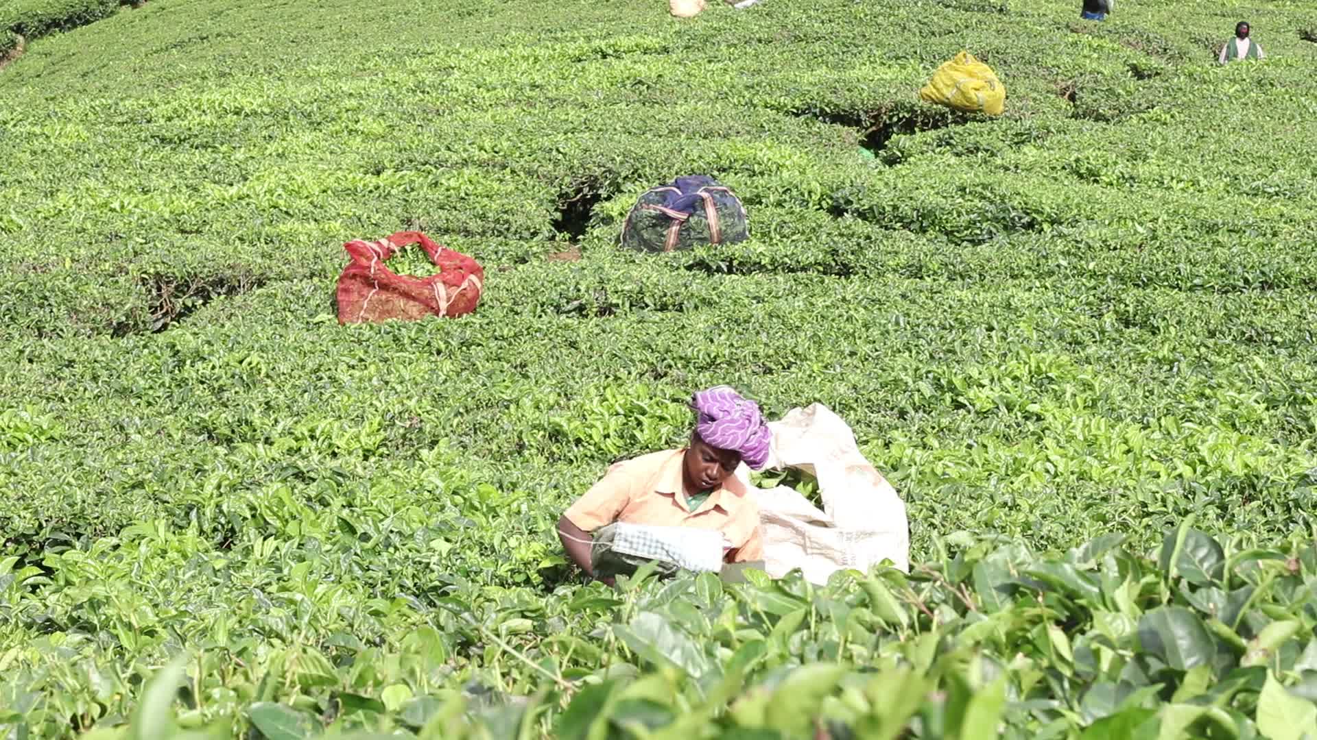 Women Tea Garden Workers