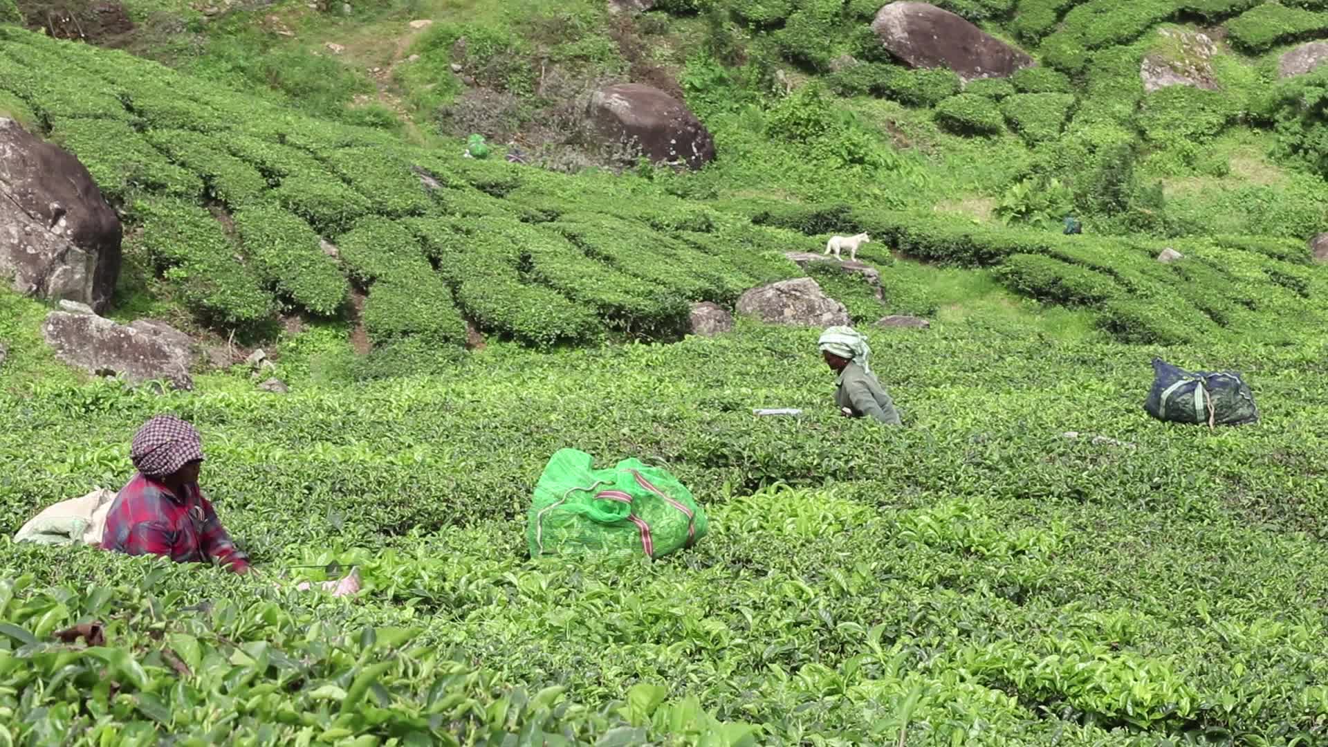 Women Tea Garden Workers