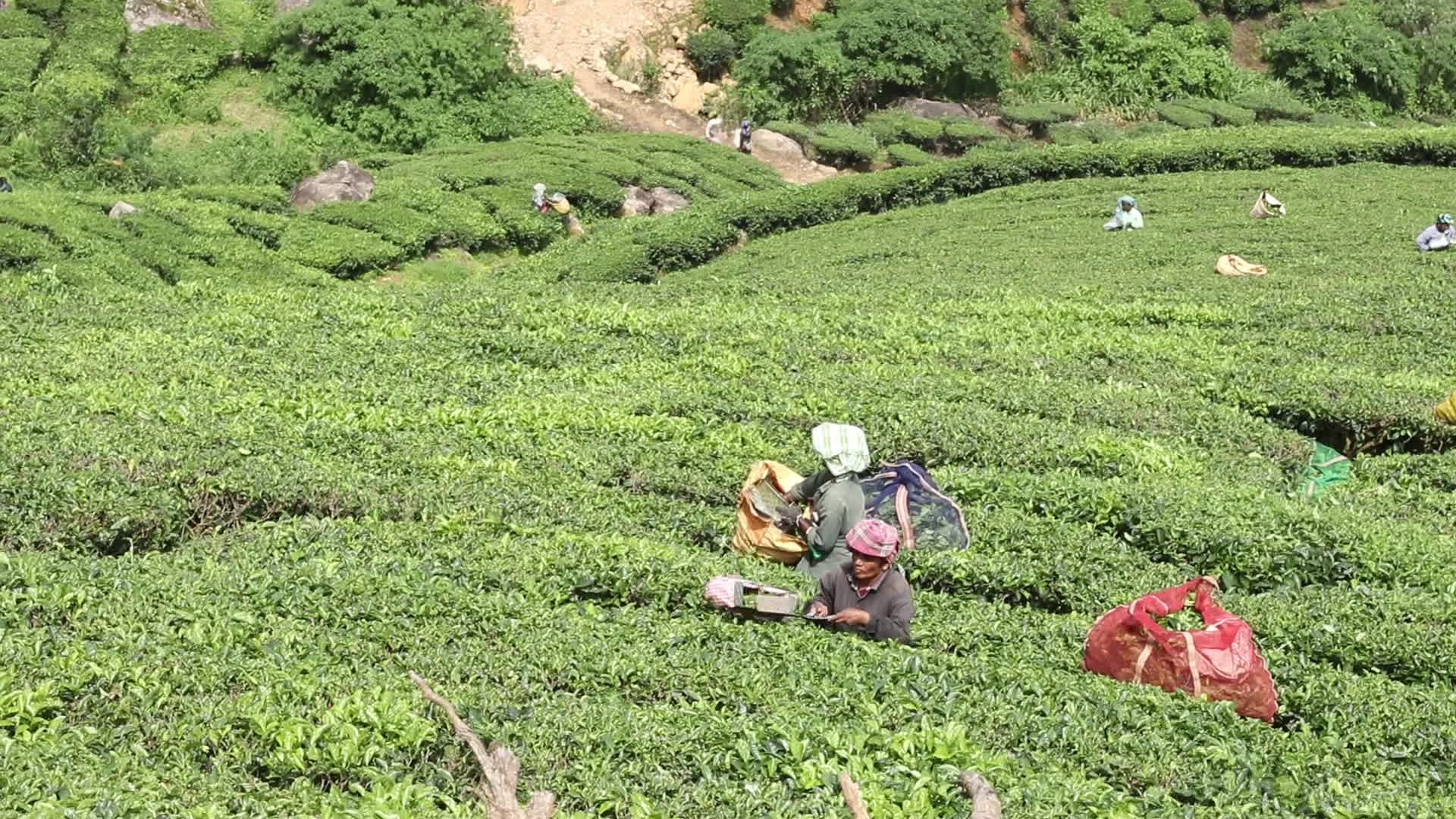 Women Tea Garden Workers