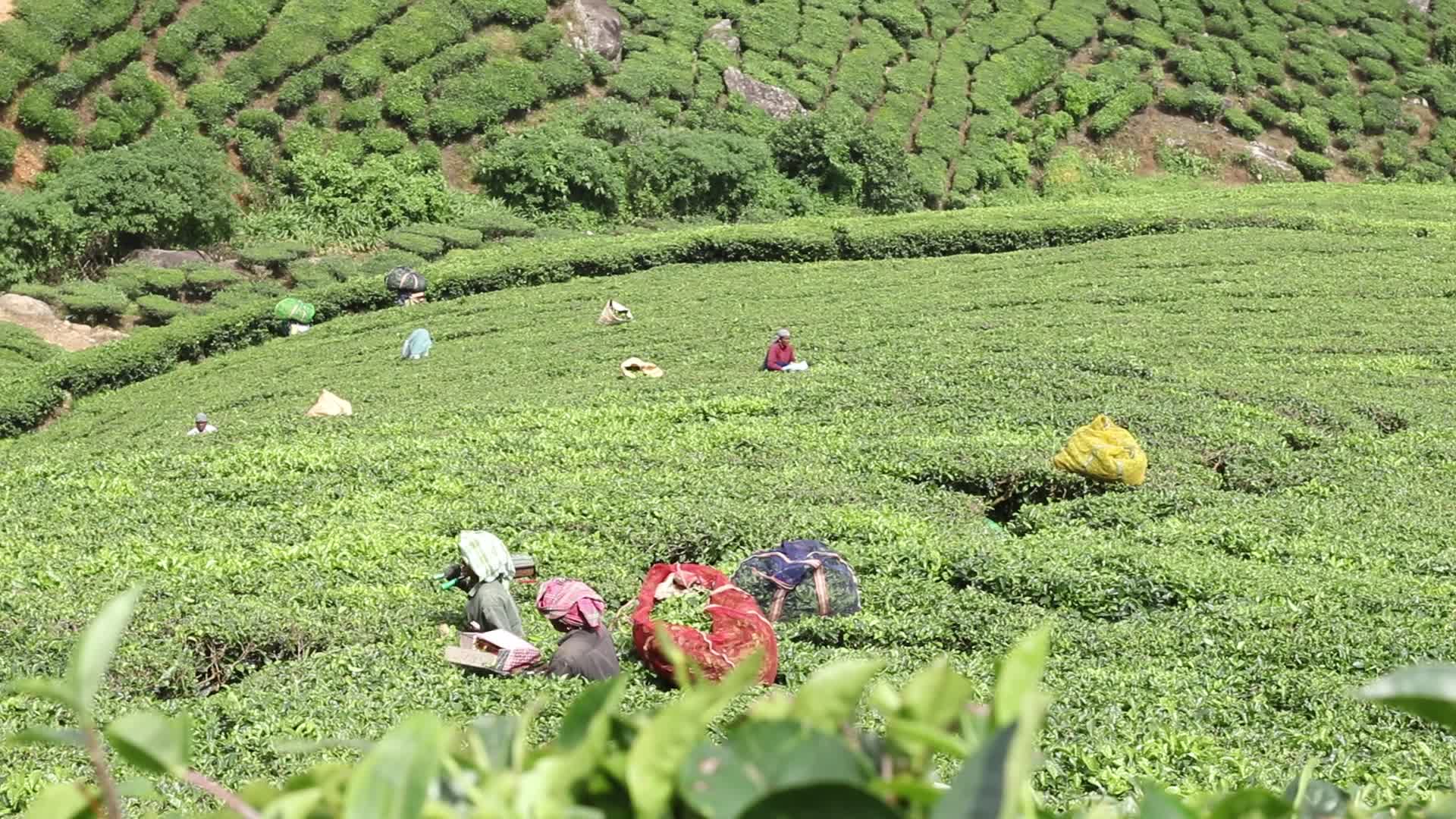 Women Tea Garden Workers