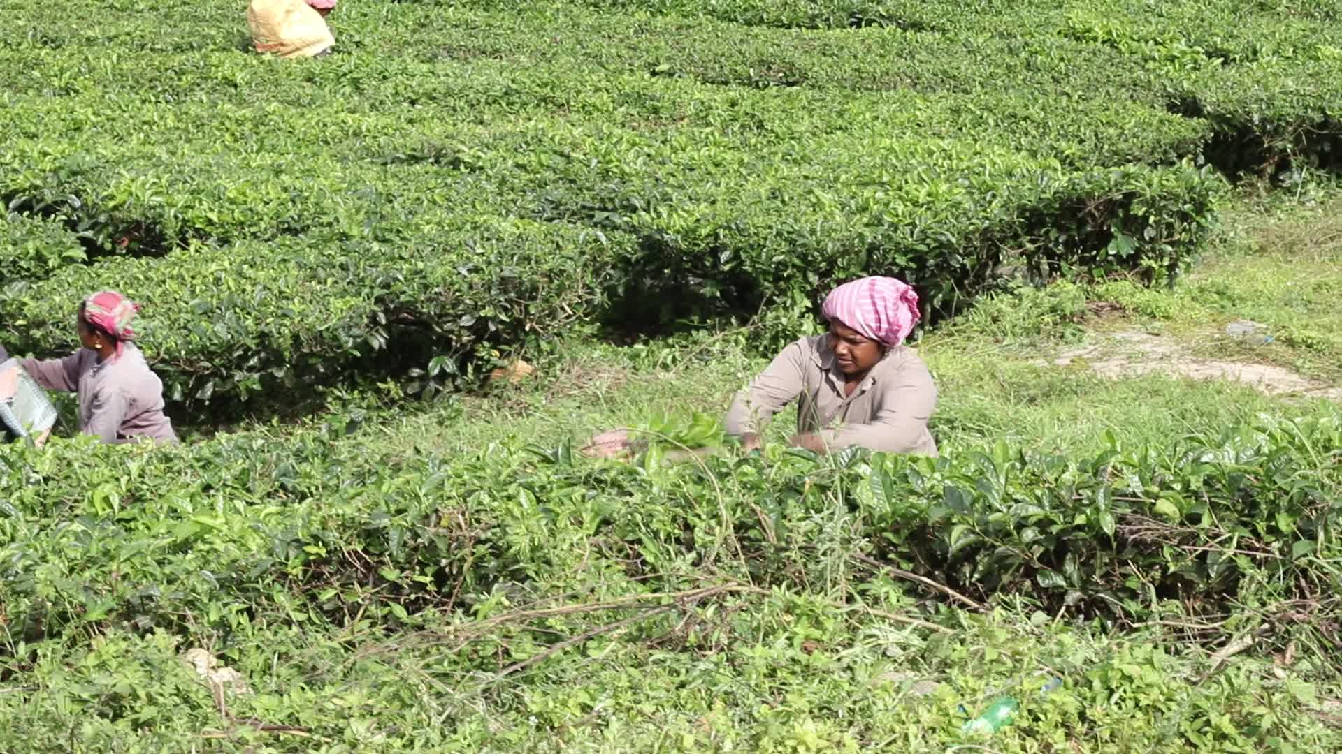 Women Tea Garden Workers