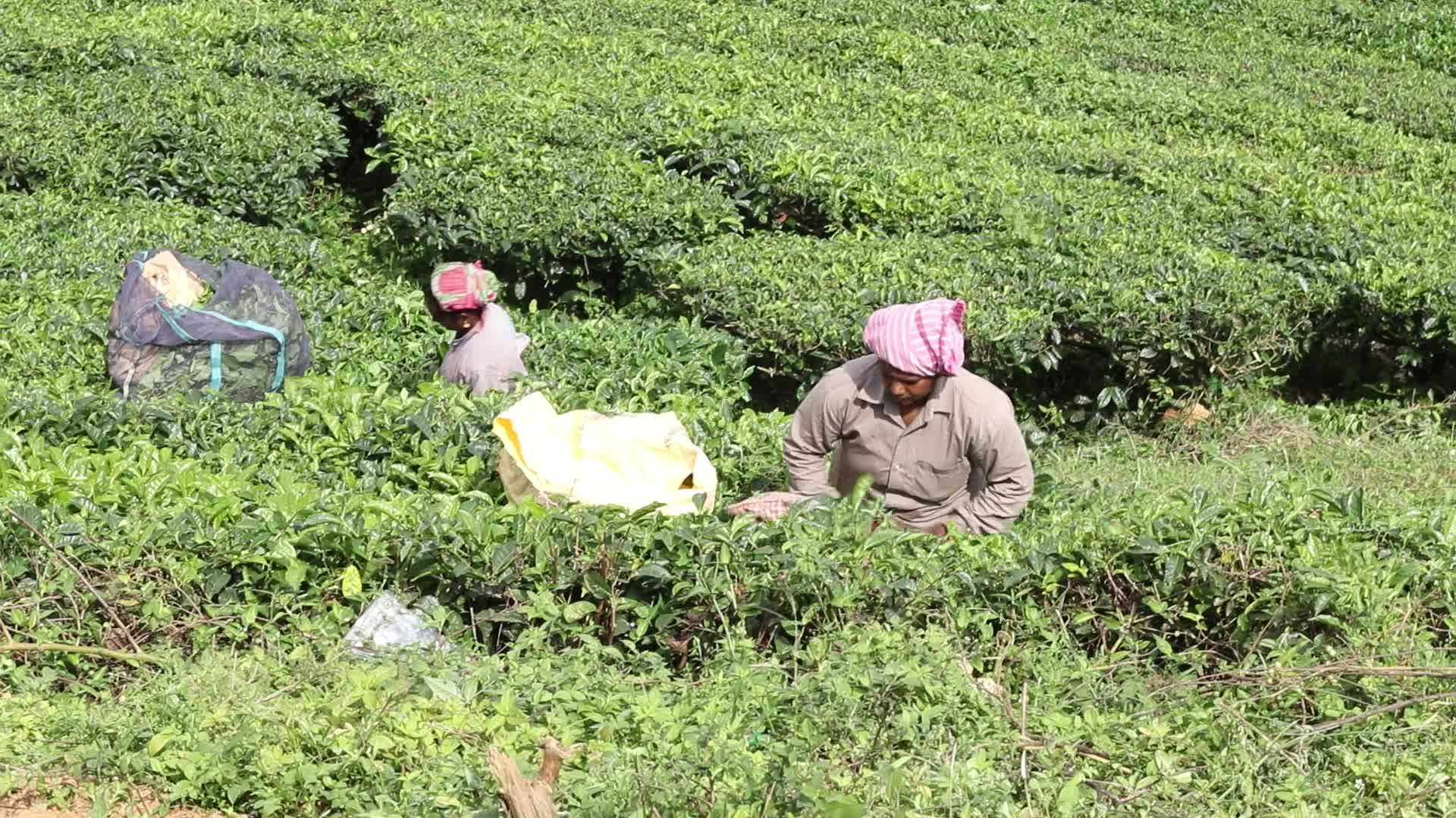 Women Tea Garden Workers