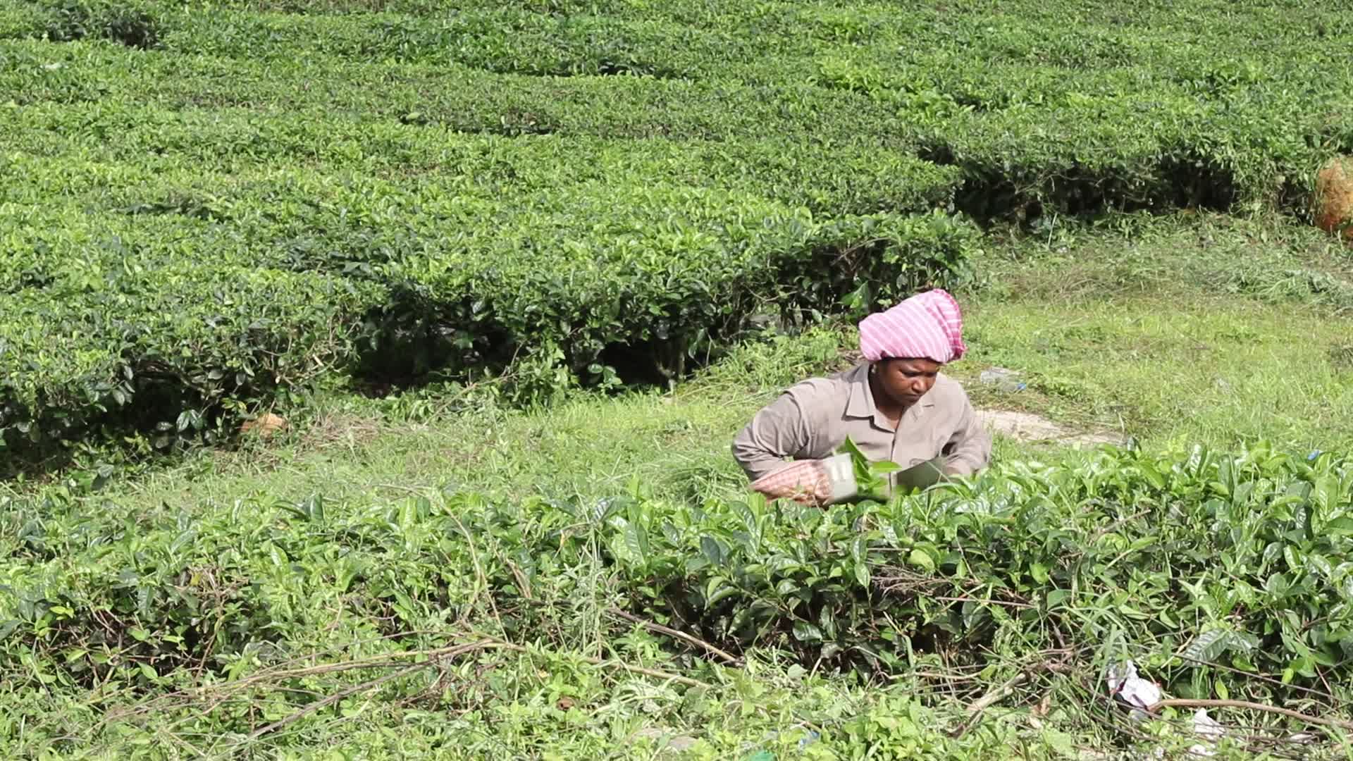 Women Tea Garden Workers