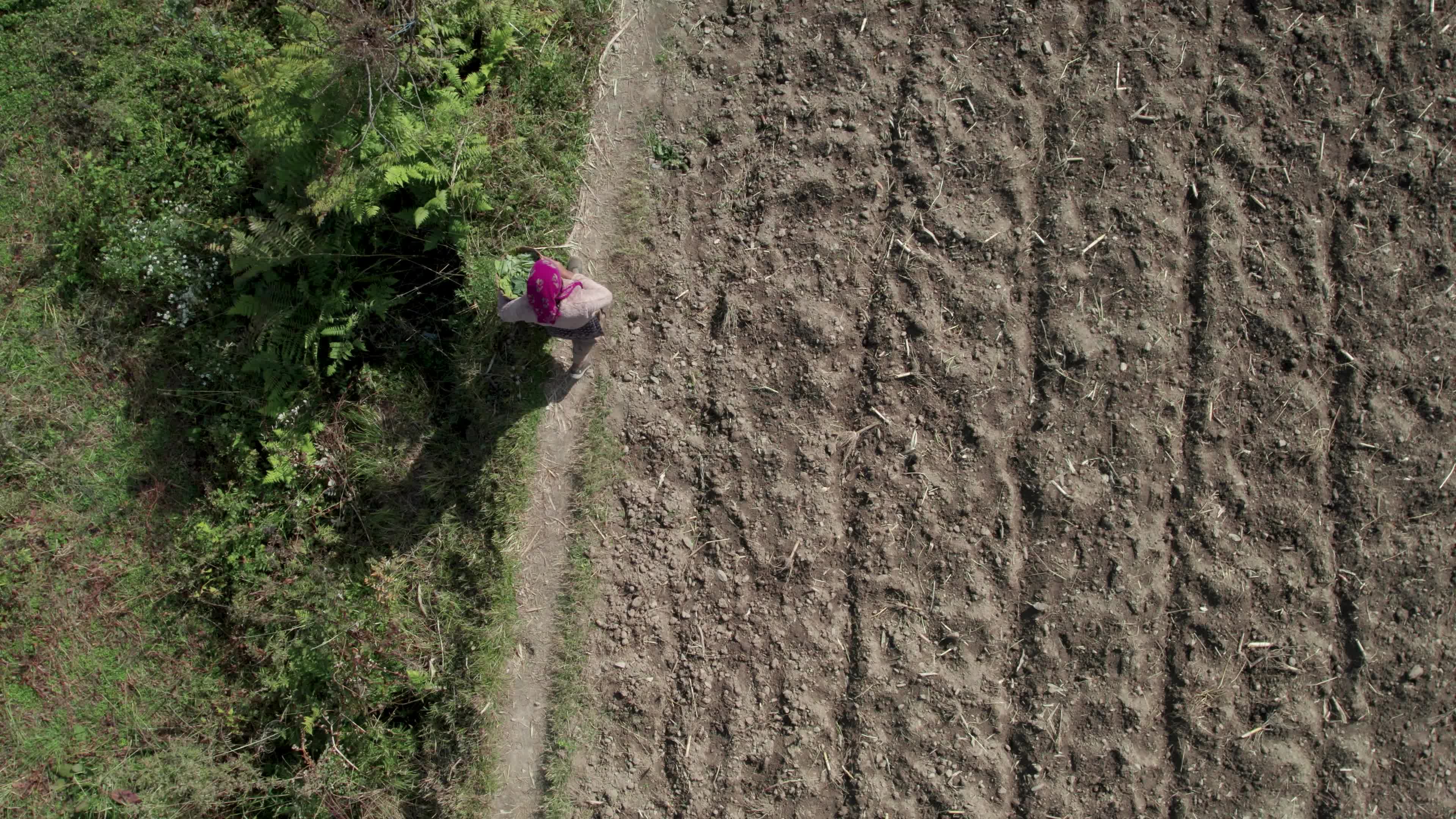 4K drone video of a lady Ayurvedic Doctor Collecting Herbs and Shrubs in a Scenic Mountain Village Terrain