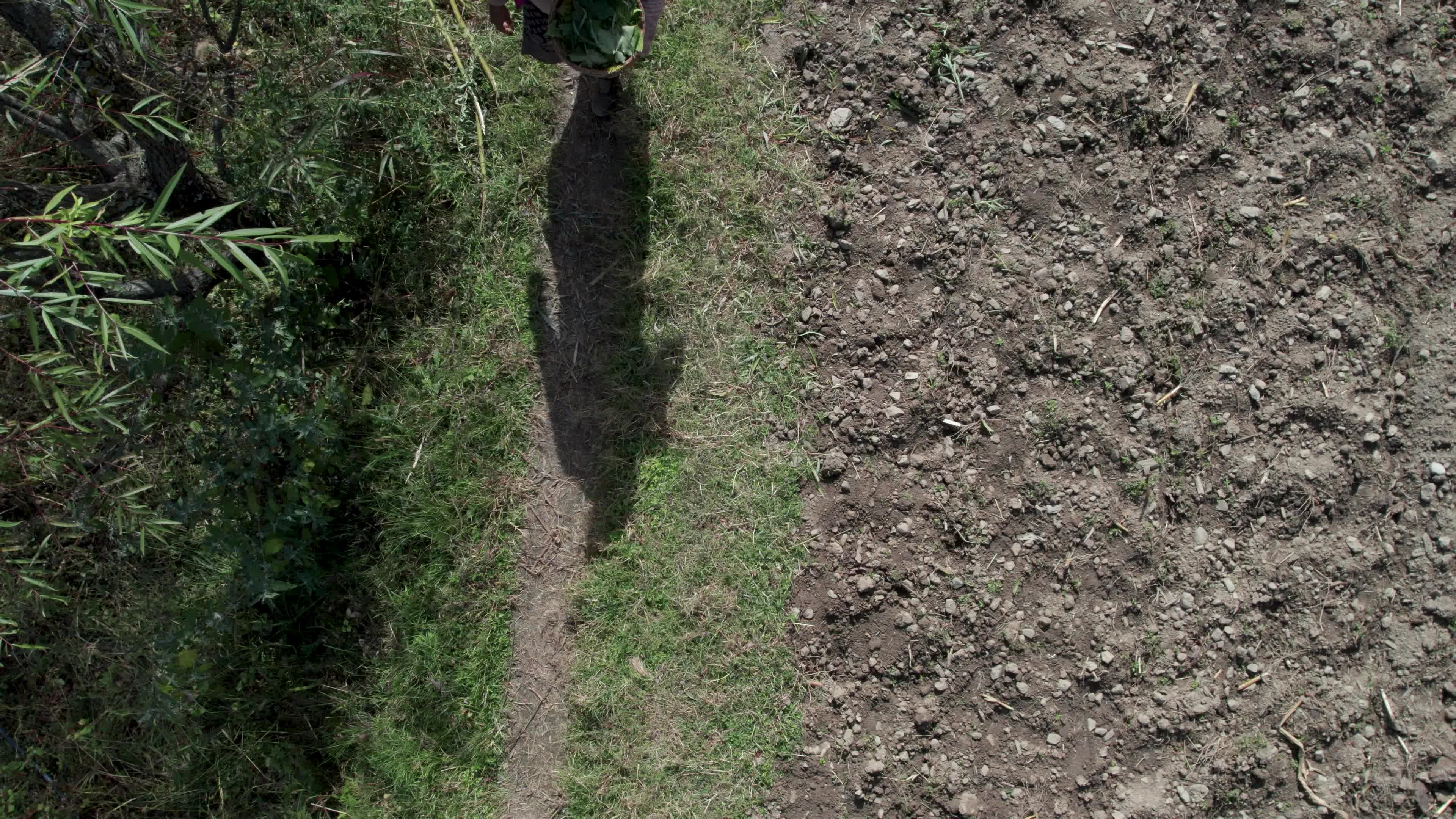 4K drone video of a lady Ayurvedic Doctor Collecting Herbs and Shrubs in a Scenic Mountain Village Terrain