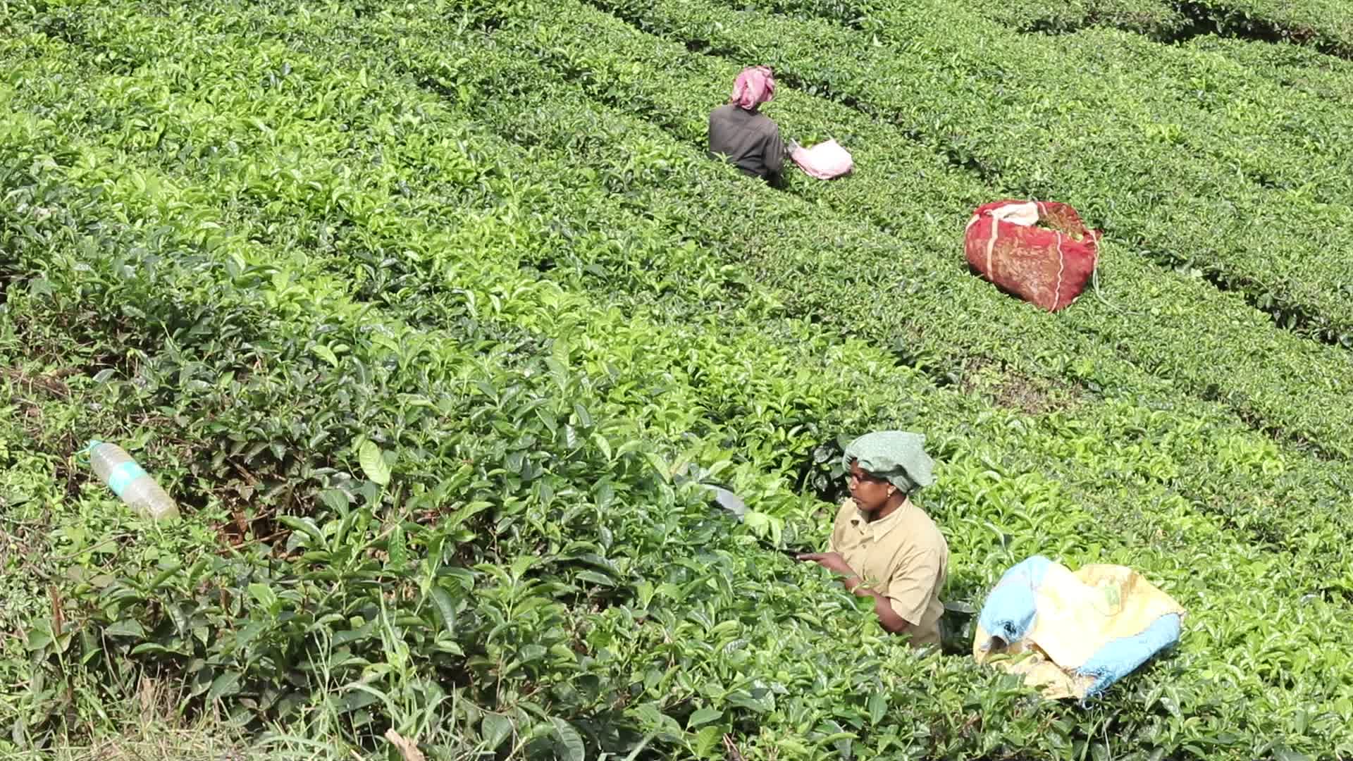 Women Tea Garden Workers
