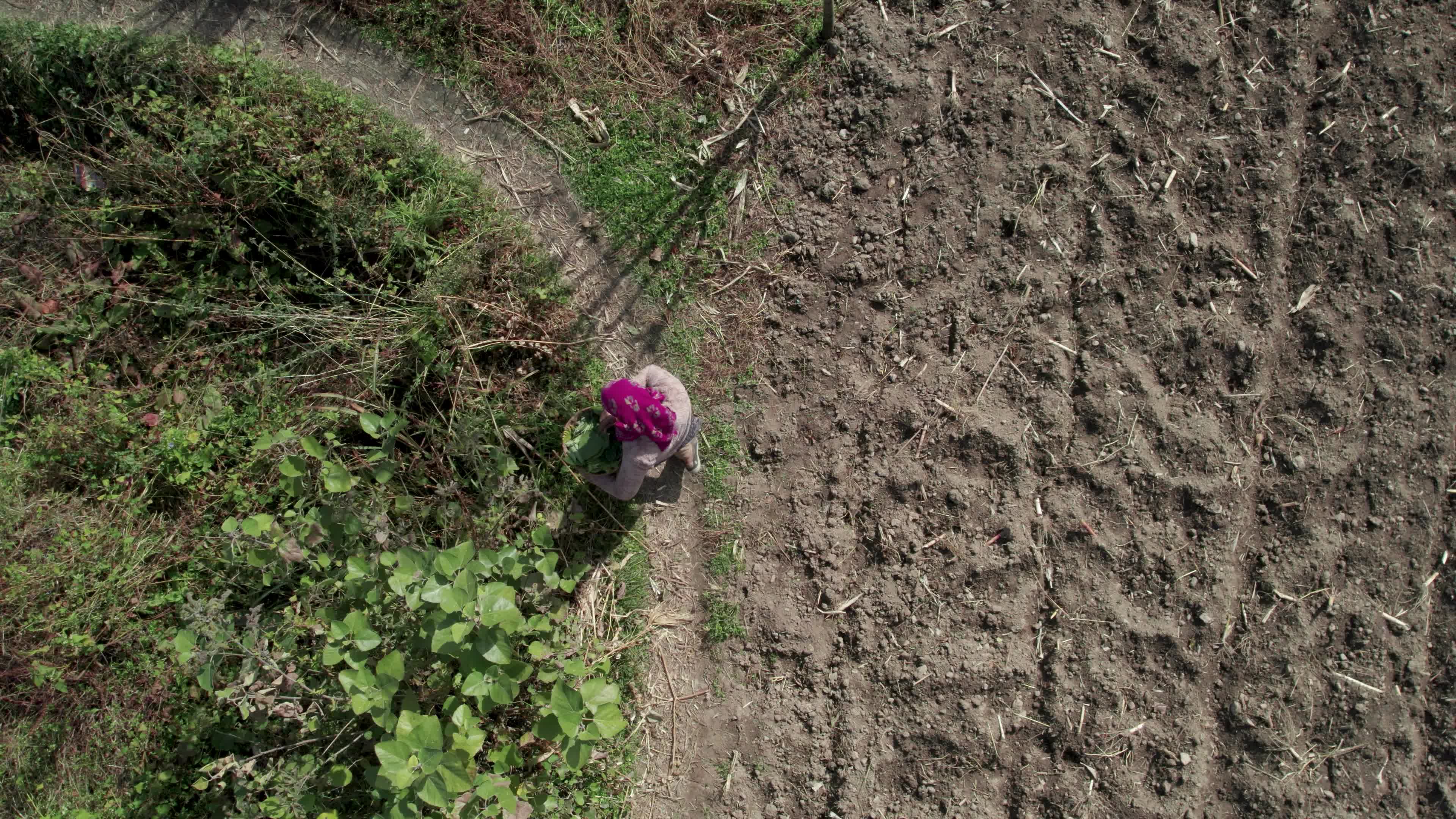 4K drone video of a lady Ayurvedic Doctor Collecting Herbs and Shrubs in a Scenic Mountain Village Terrain