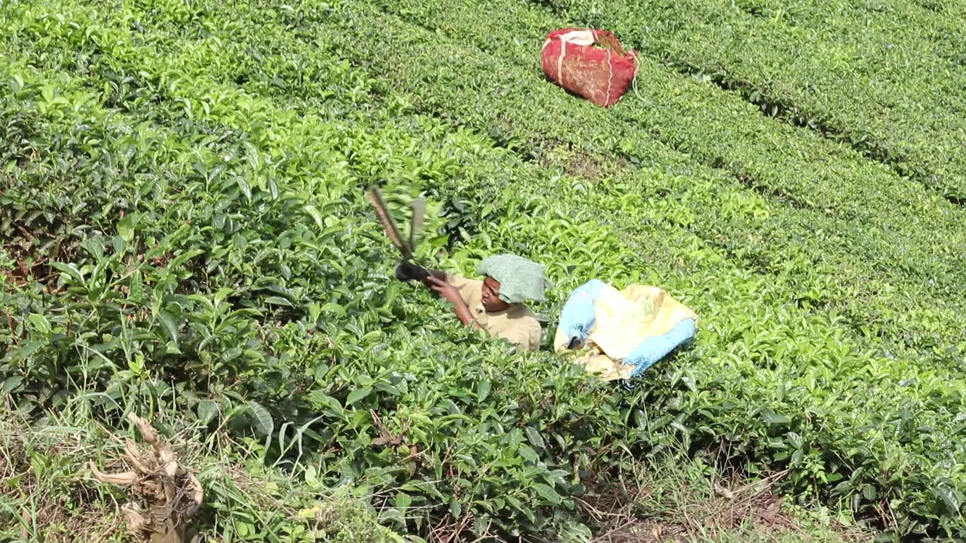 Women Tea Garden Workers