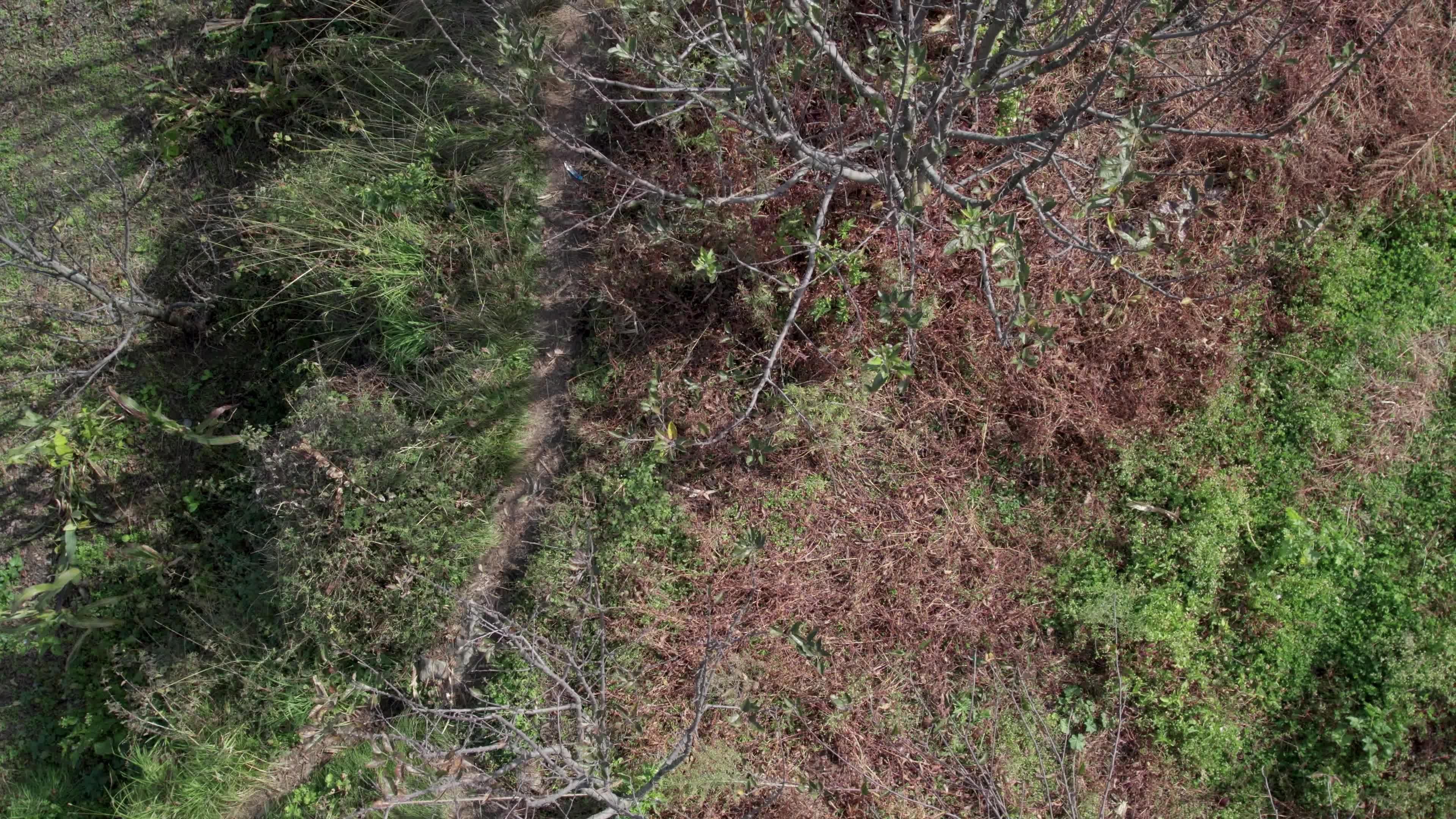 4K drone video of a lady Ayurvedic Doctor Collecting Herbs and Shrubs in a Scenic Mountain Village Terrain