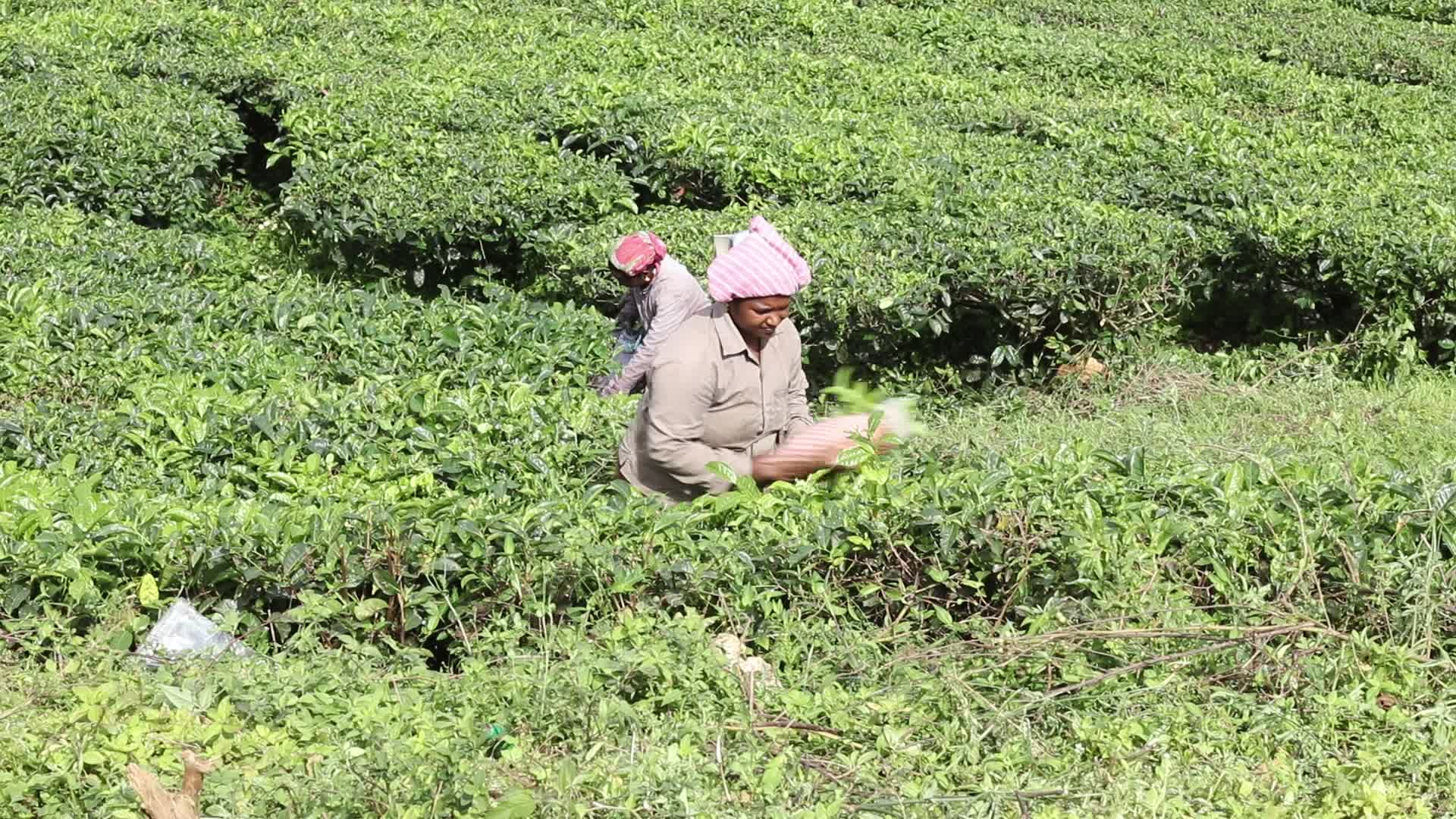 Women Tea Garden Workers