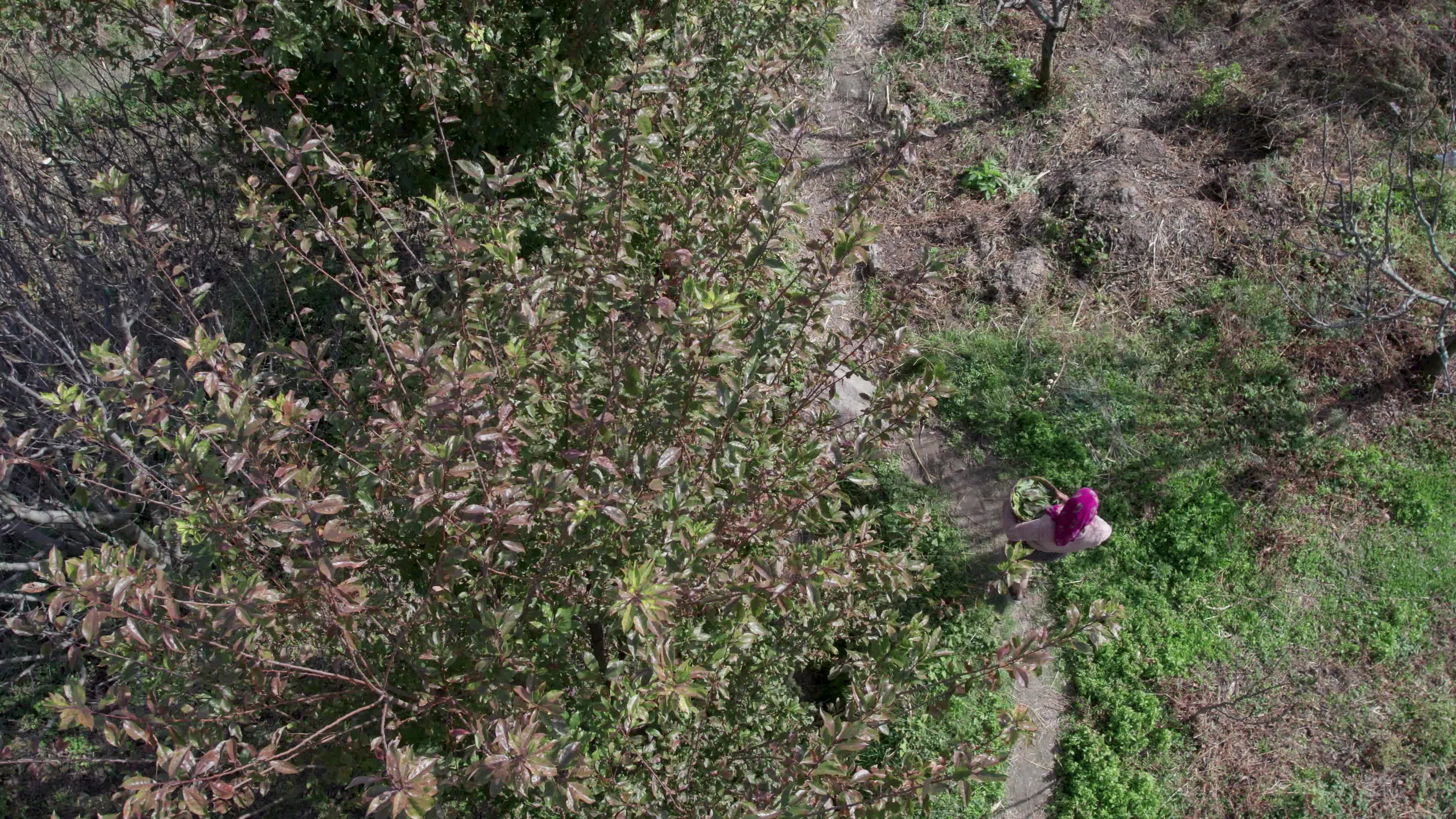 4K drone video of a lady Ayurvedic Doctor Collecting Herbs and Shrubs in a Scenic Mountain Village Terrain