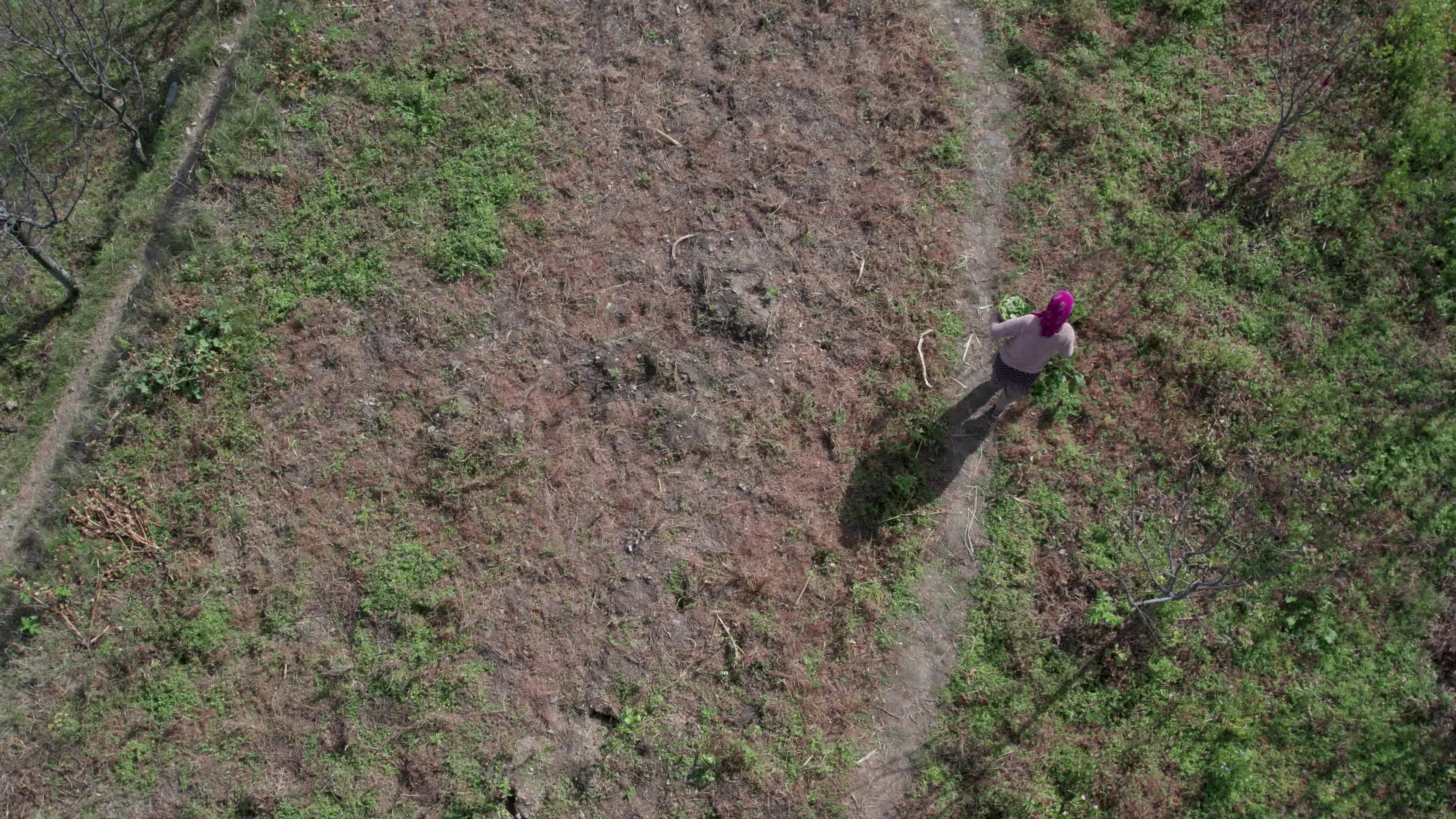 4K drone video of a lady Ayurvedic Doctor Collecting Herbs and Shrubs in a Scenic Mountain Village Terrain