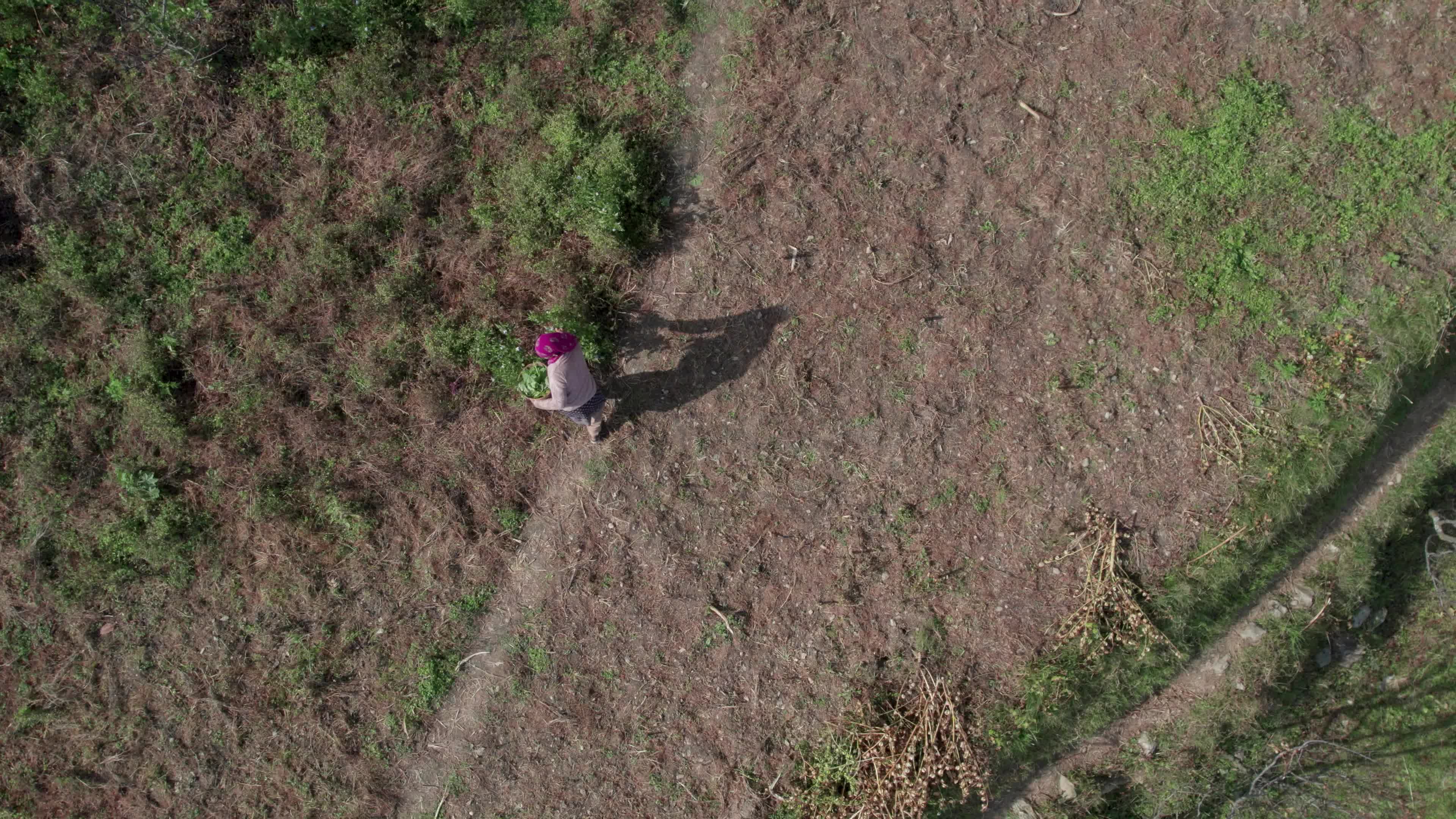 4K drone video of a lady Ayurvedic Doctor Collecting Herbs and Shrubs in a Scenic Mountain Village Terrain