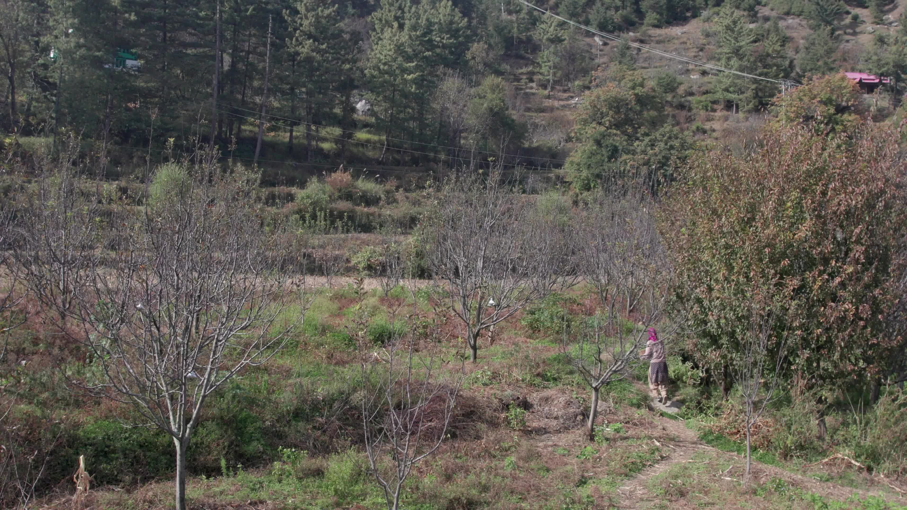 4K drone video of a lady Ayurvedic Doctor Collecting Herbs and Shrubs in a Scenic Mountain Village Terrain